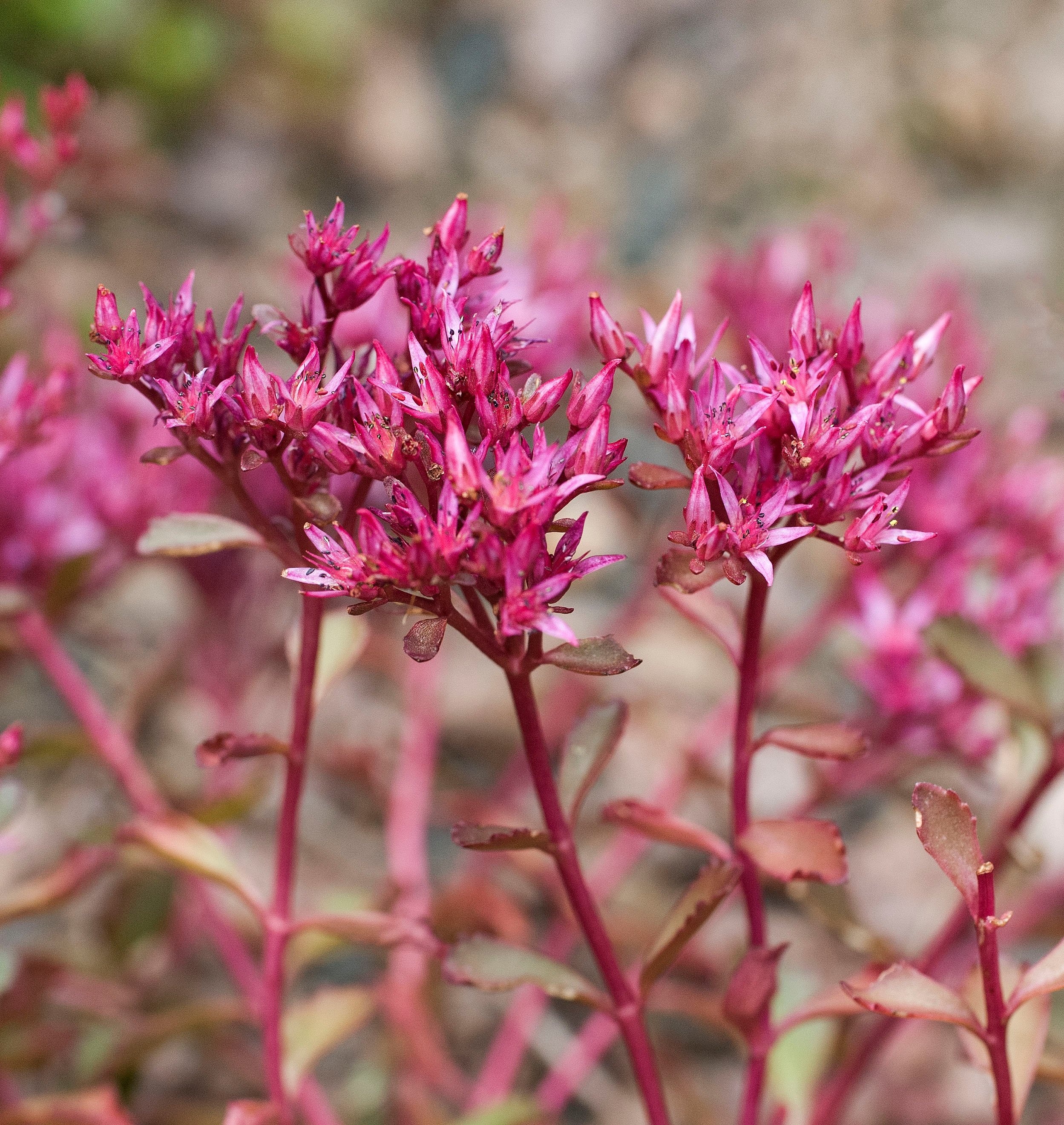 Dragon's Blood Sedum