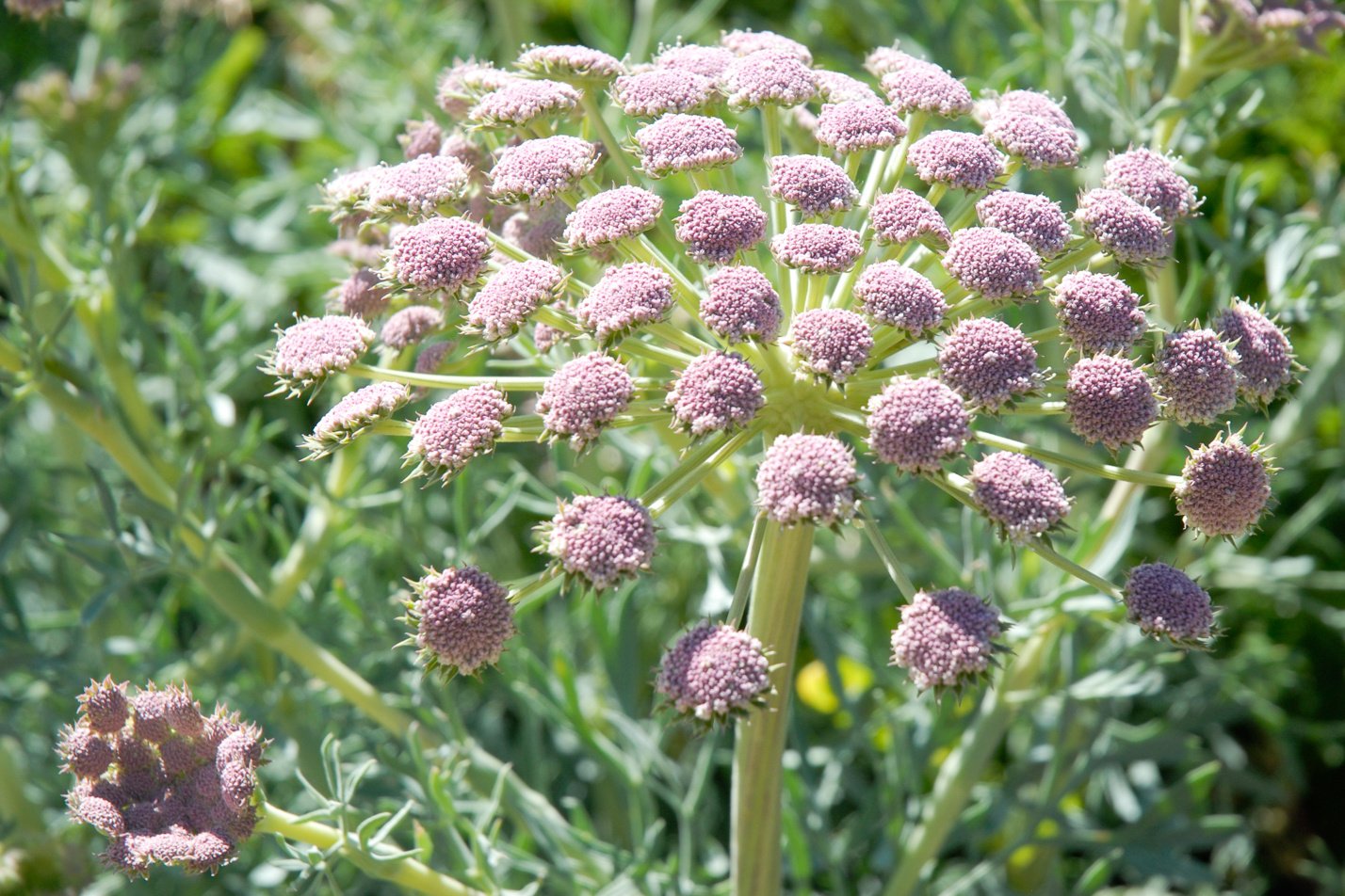 Moon Carrot