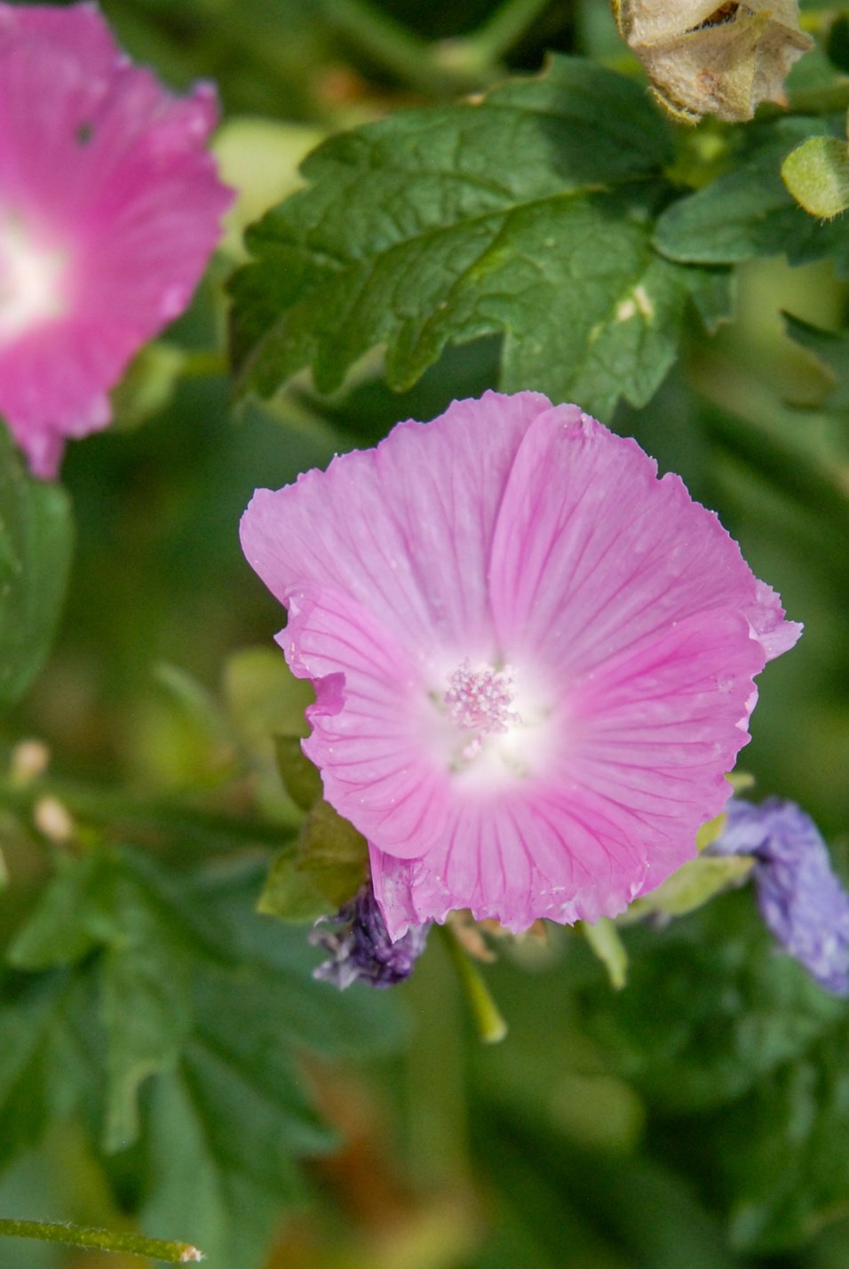 Party Girl Prairie Mallow