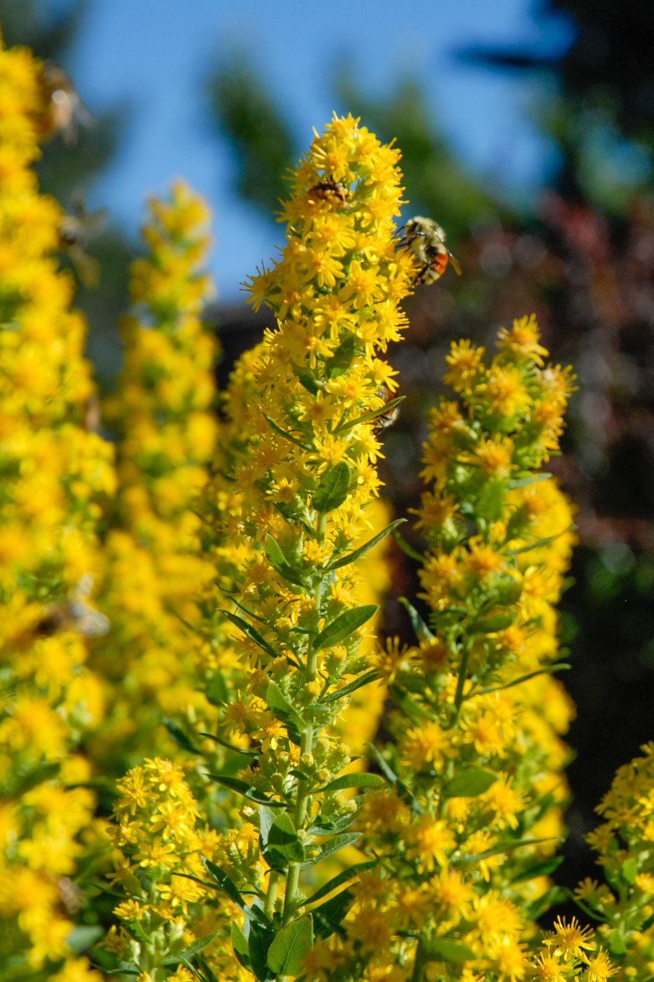 Wichita Mountain Goldenrod