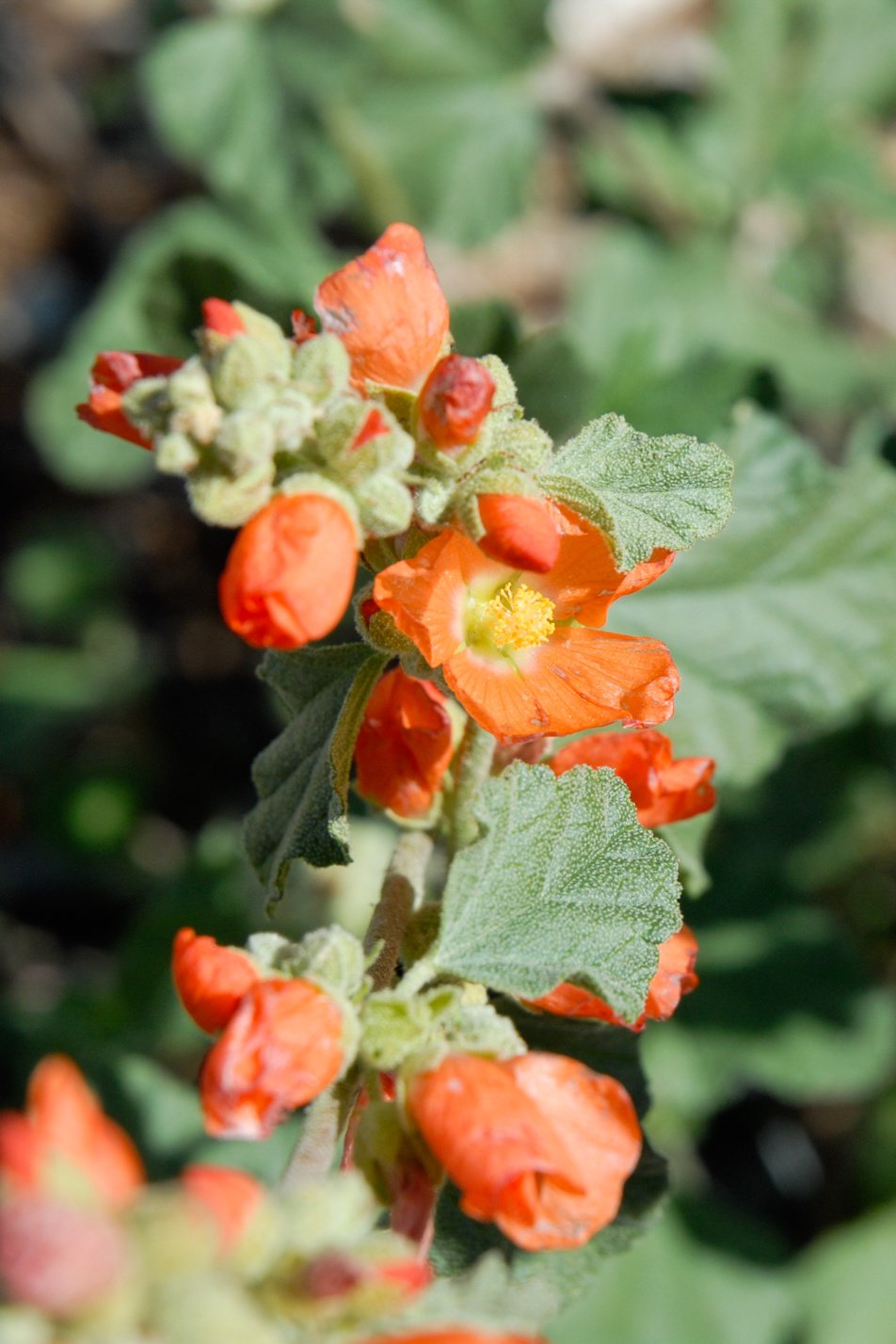 Munro's Globemallow