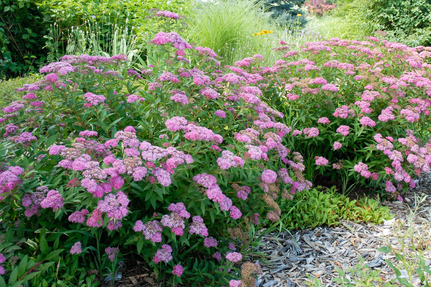 Anthony Waterer Spirea