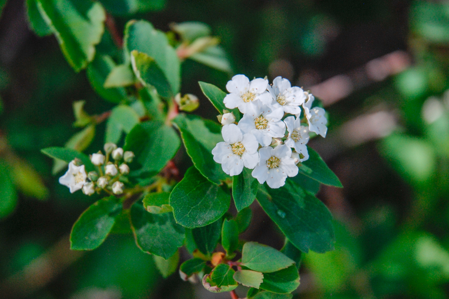 Van Houtte Spirea