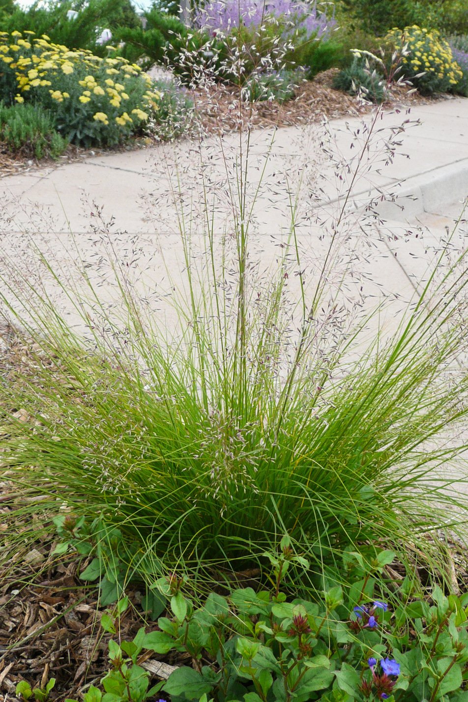 Prairie Dropseed