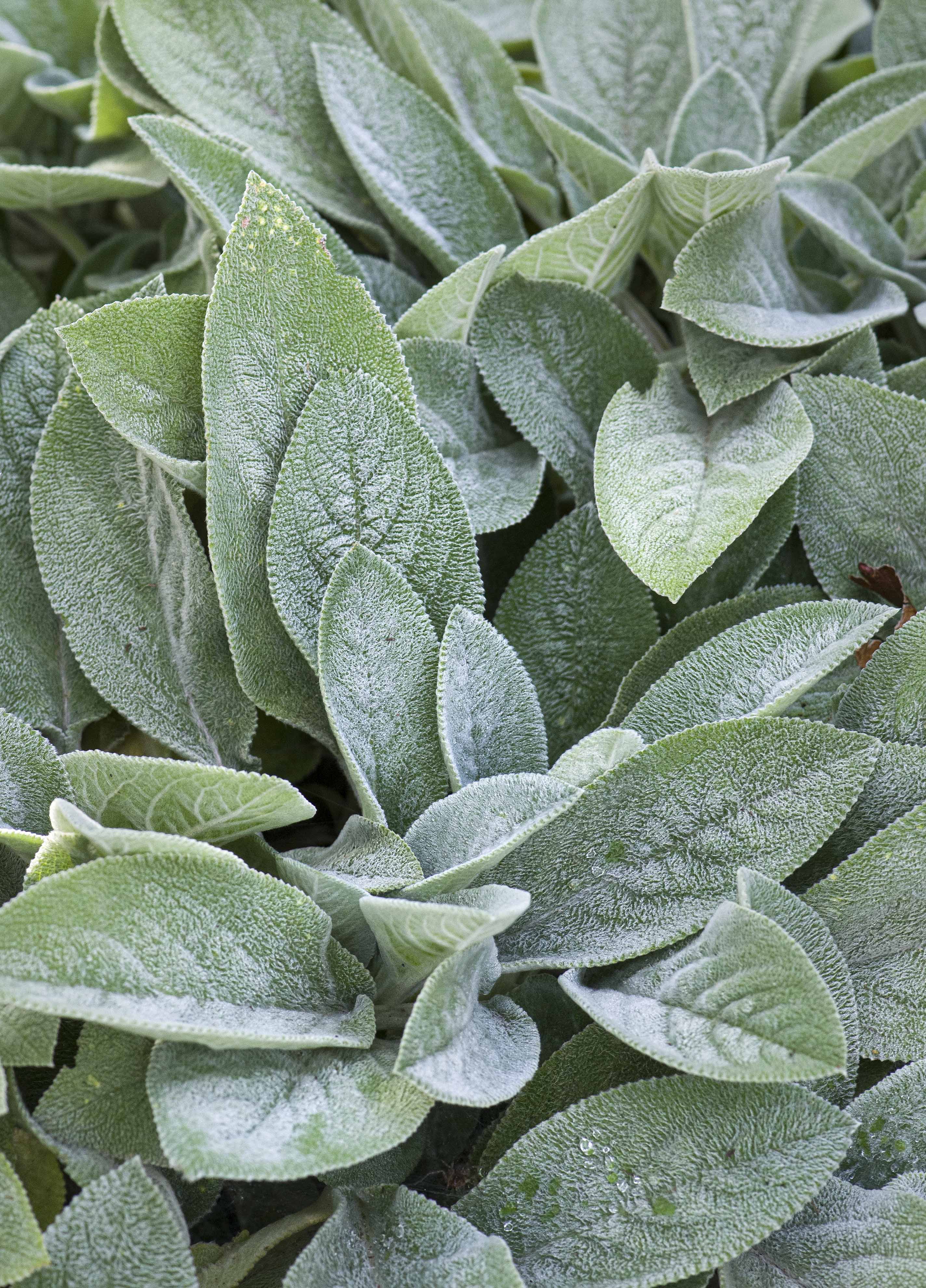 Lambs Ears