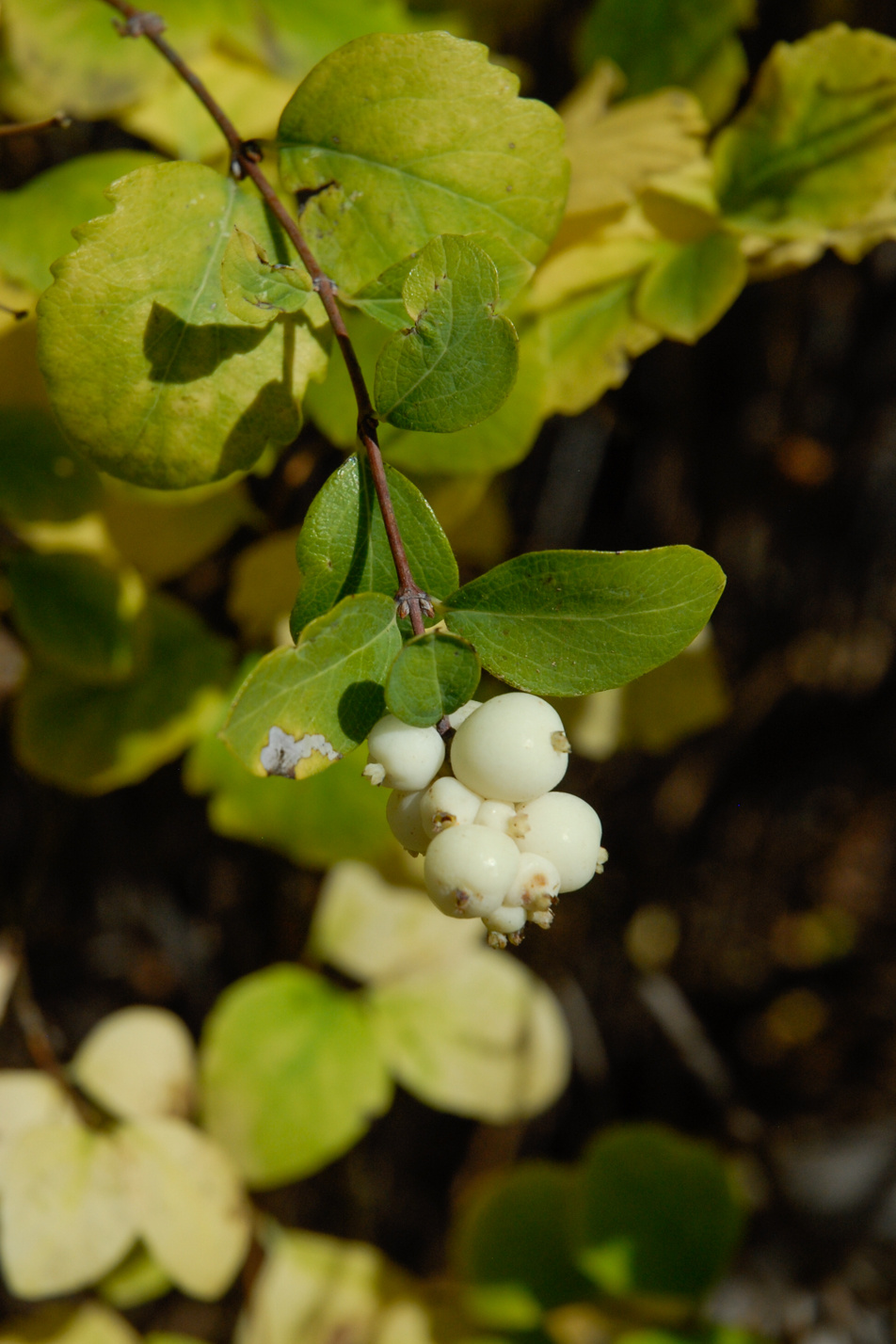 Common Snowberry