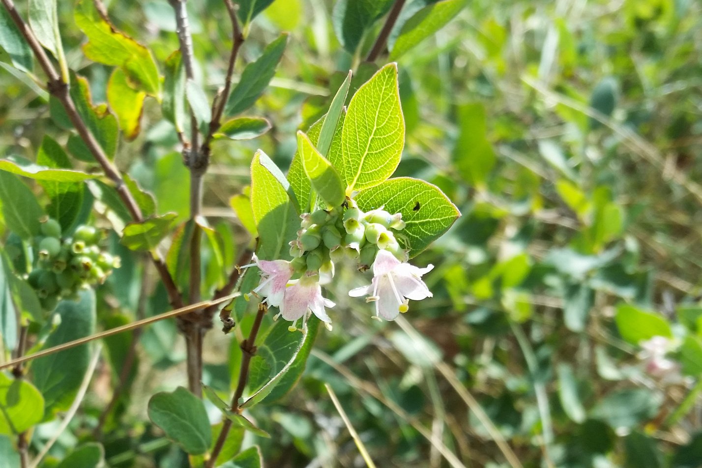 Western Snowberry