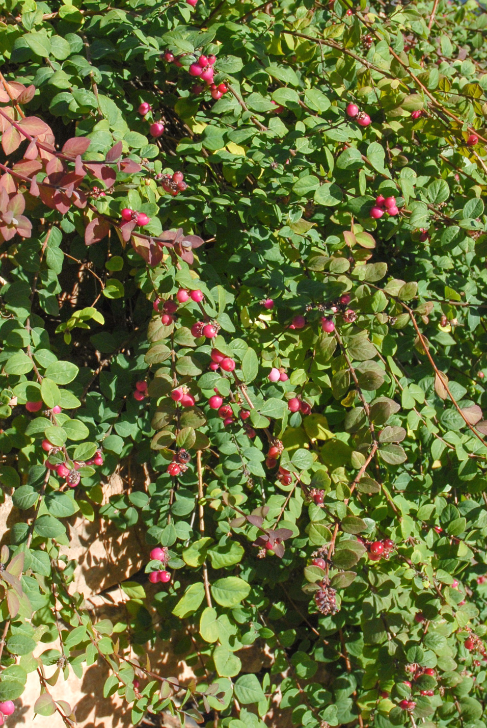 Hancock Coralberry