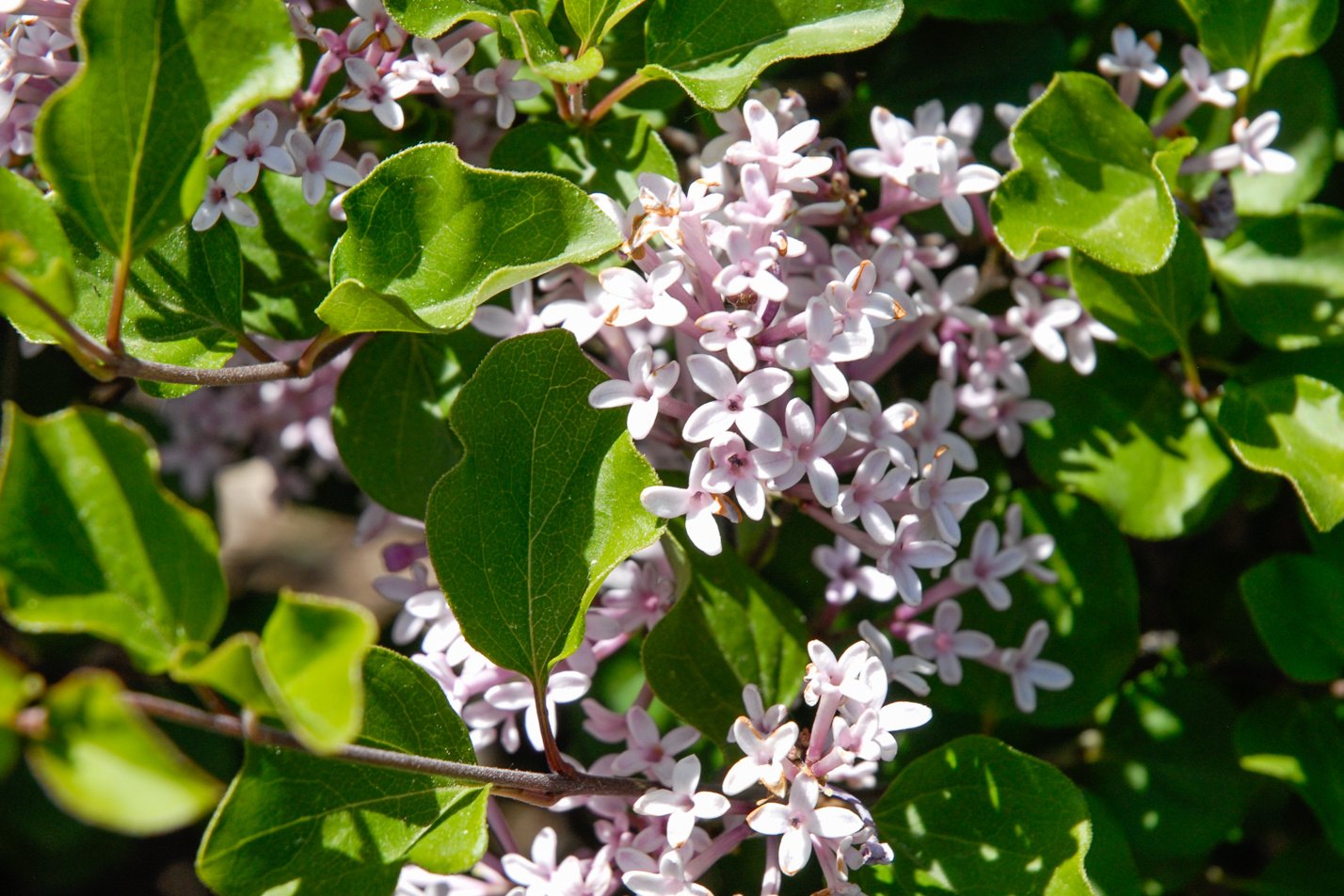 Dwarf Korean Lilac