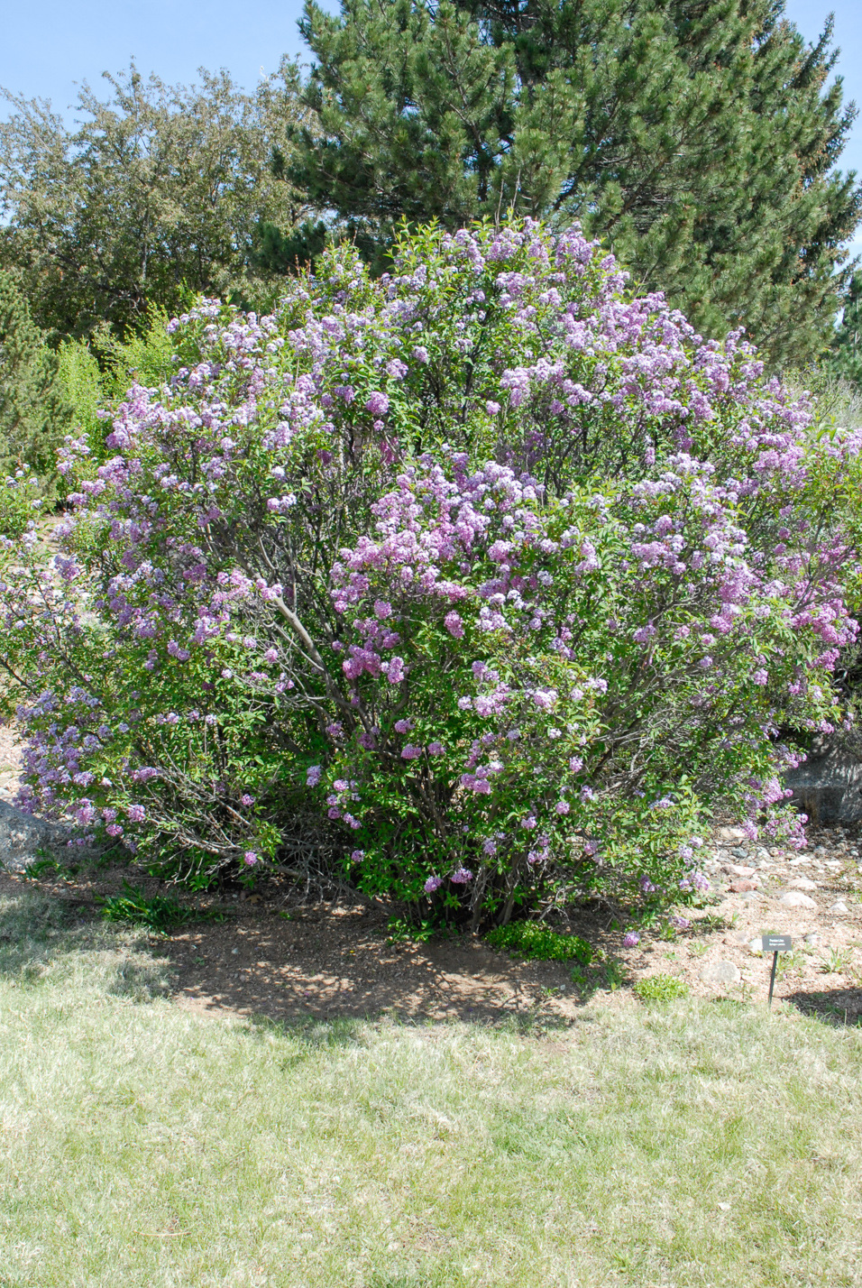 Persian Lilac