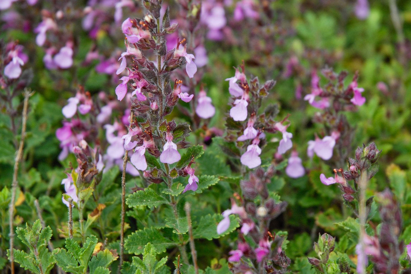 Canada Germander