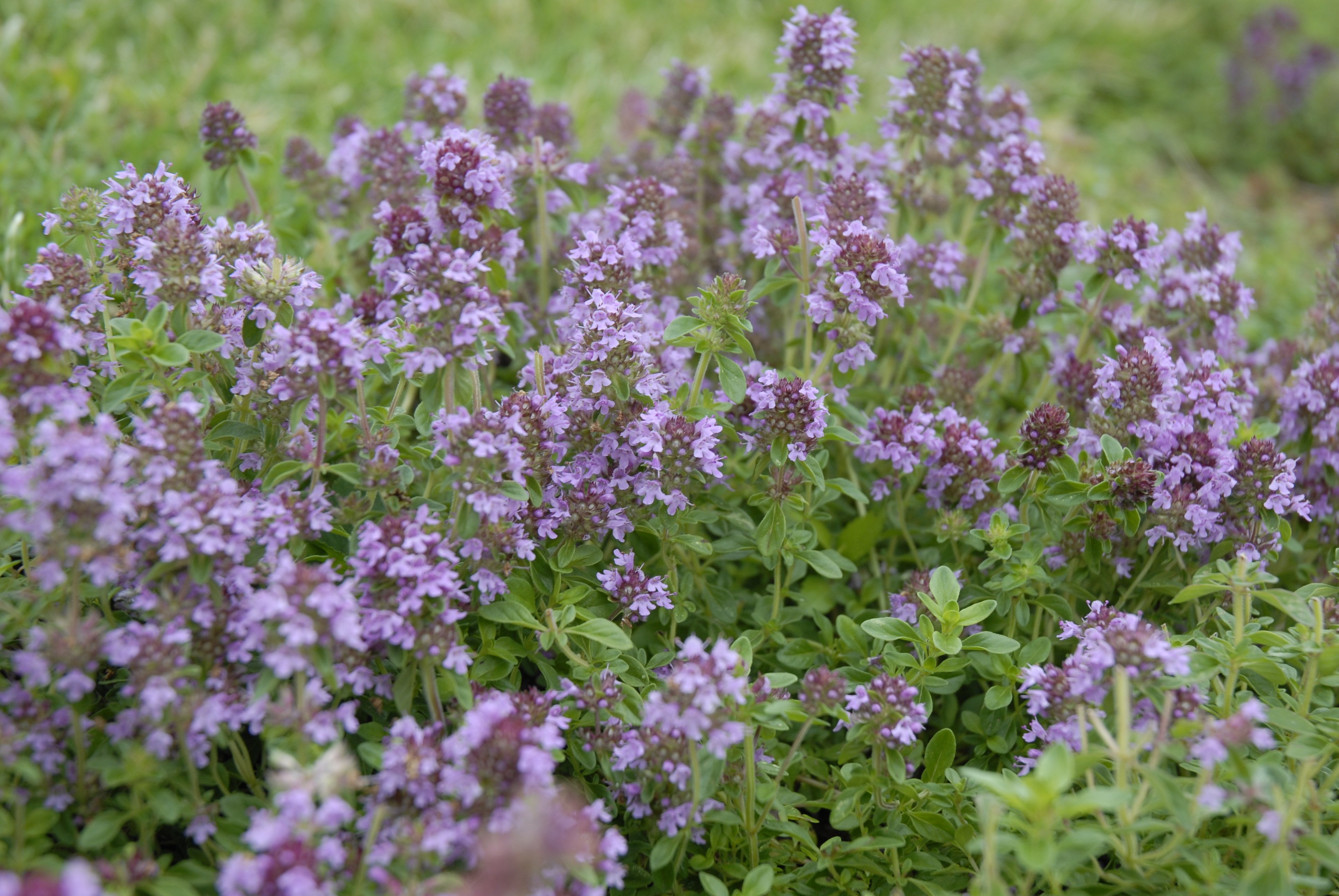 Reiter Creeping Thyme