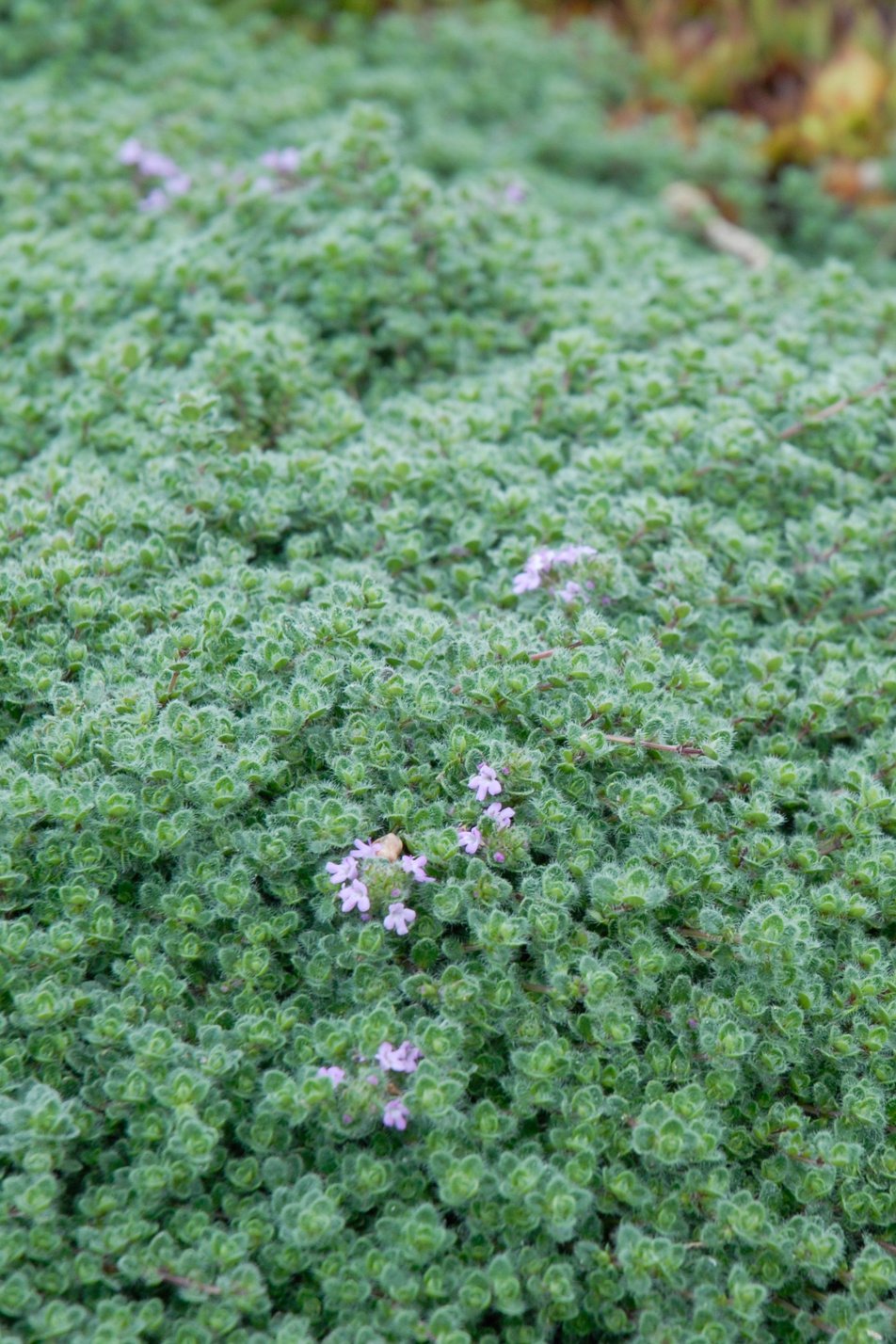 Woolly Thyme