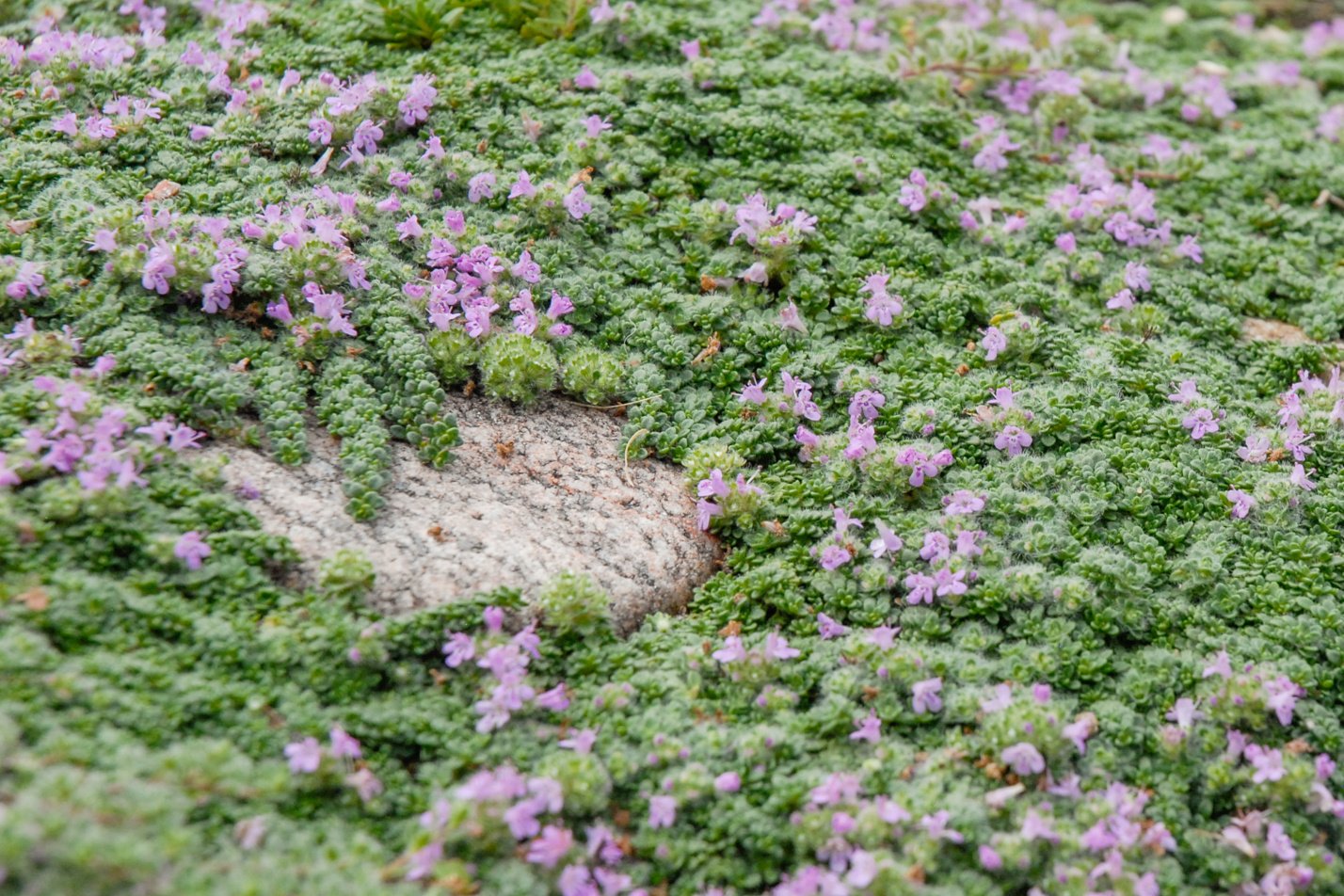 Dwarf Creeping Thyme