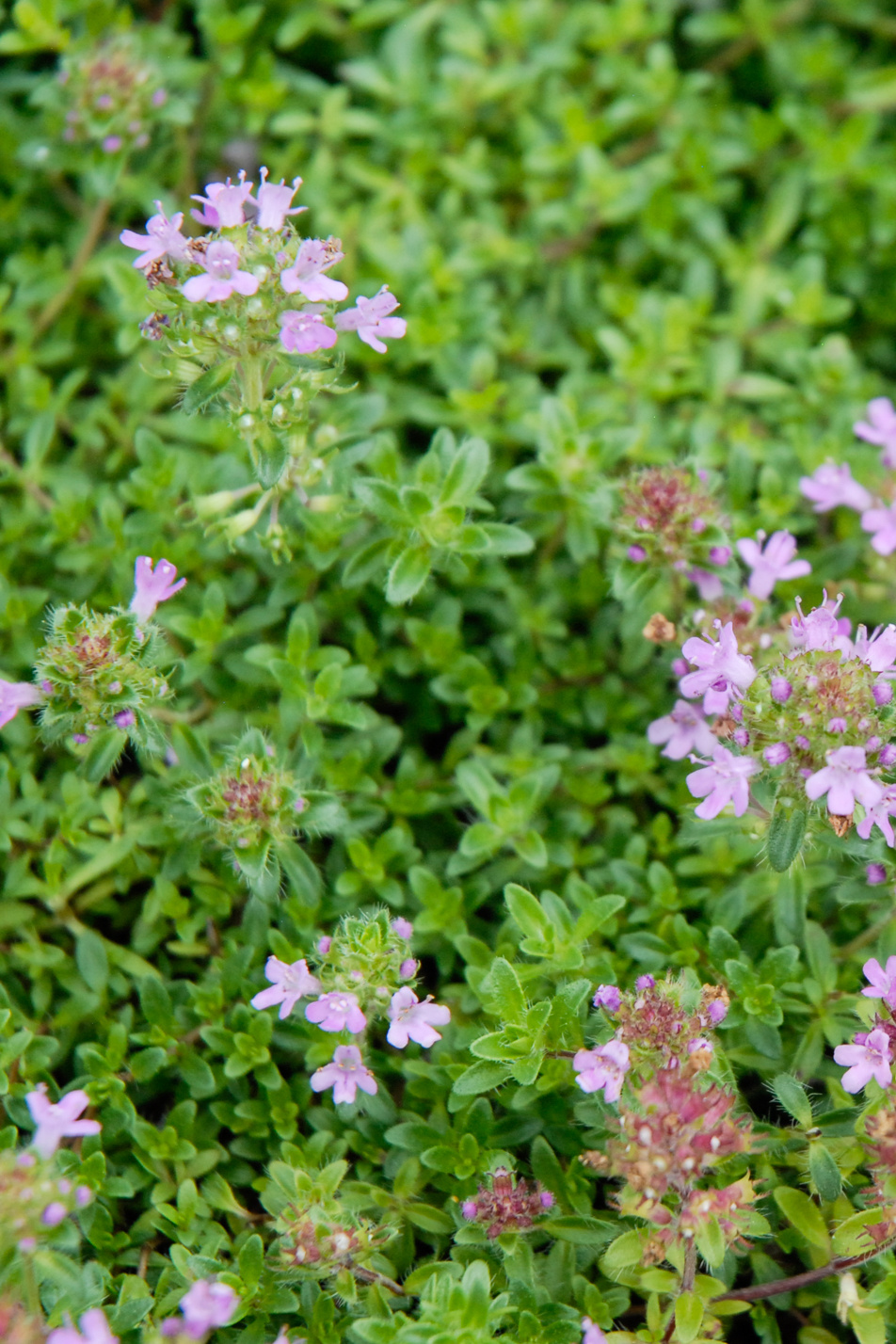 Pink Chintz Thyme