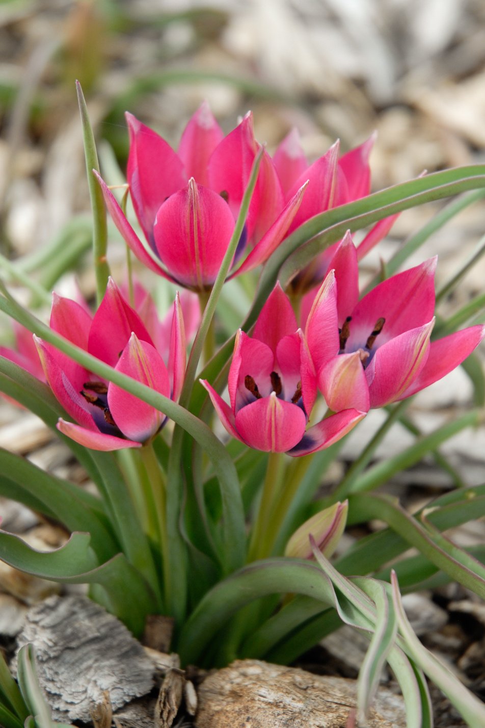 Little Beauty Wildflower Tulip