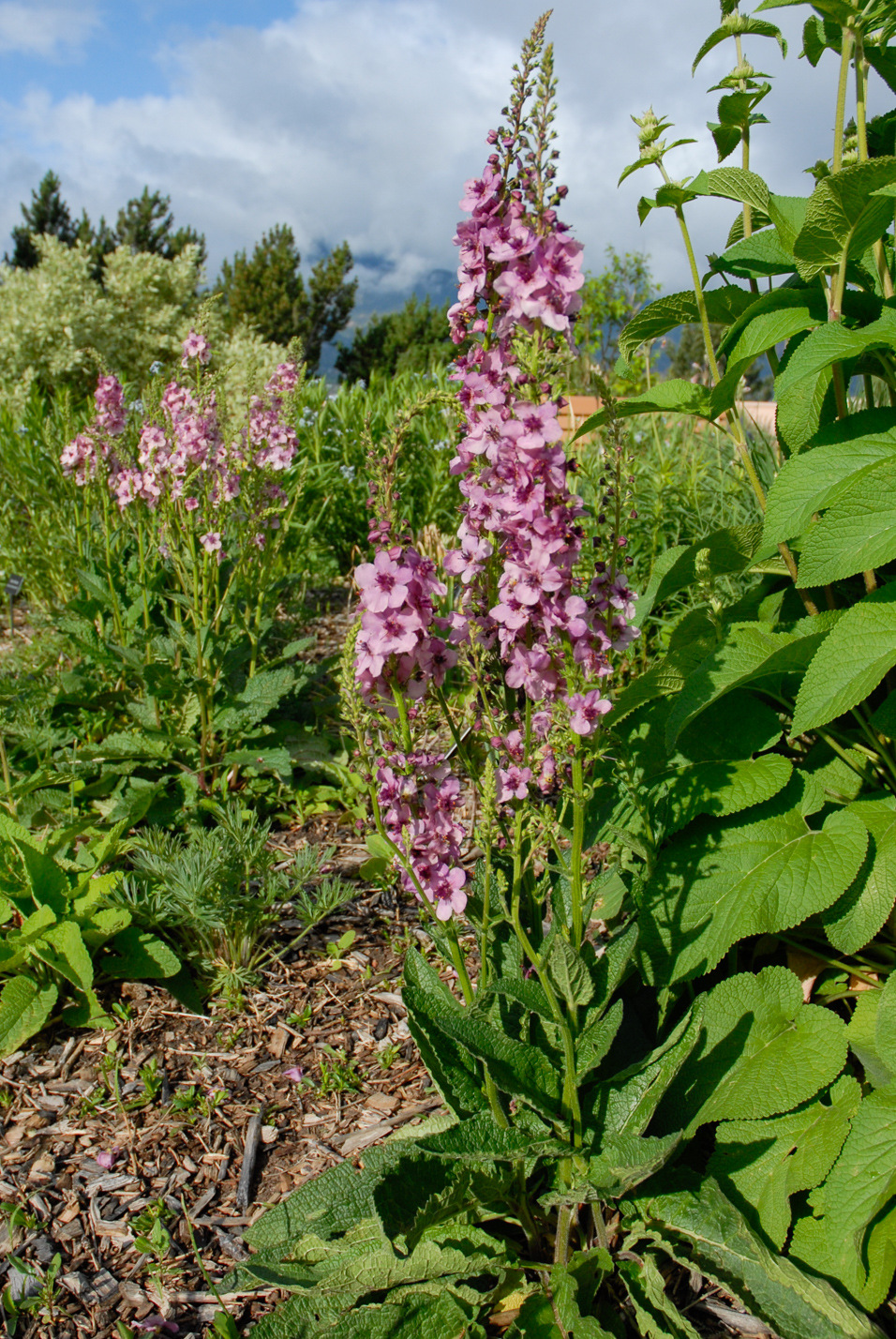 Southern Charm Mullein