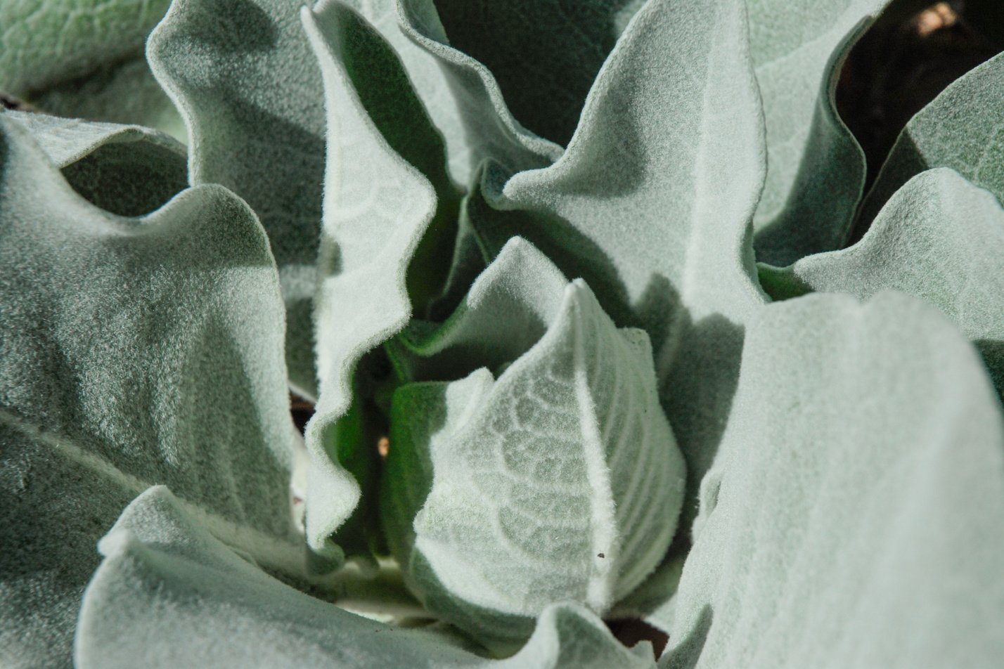 Arctic Summer Mullein