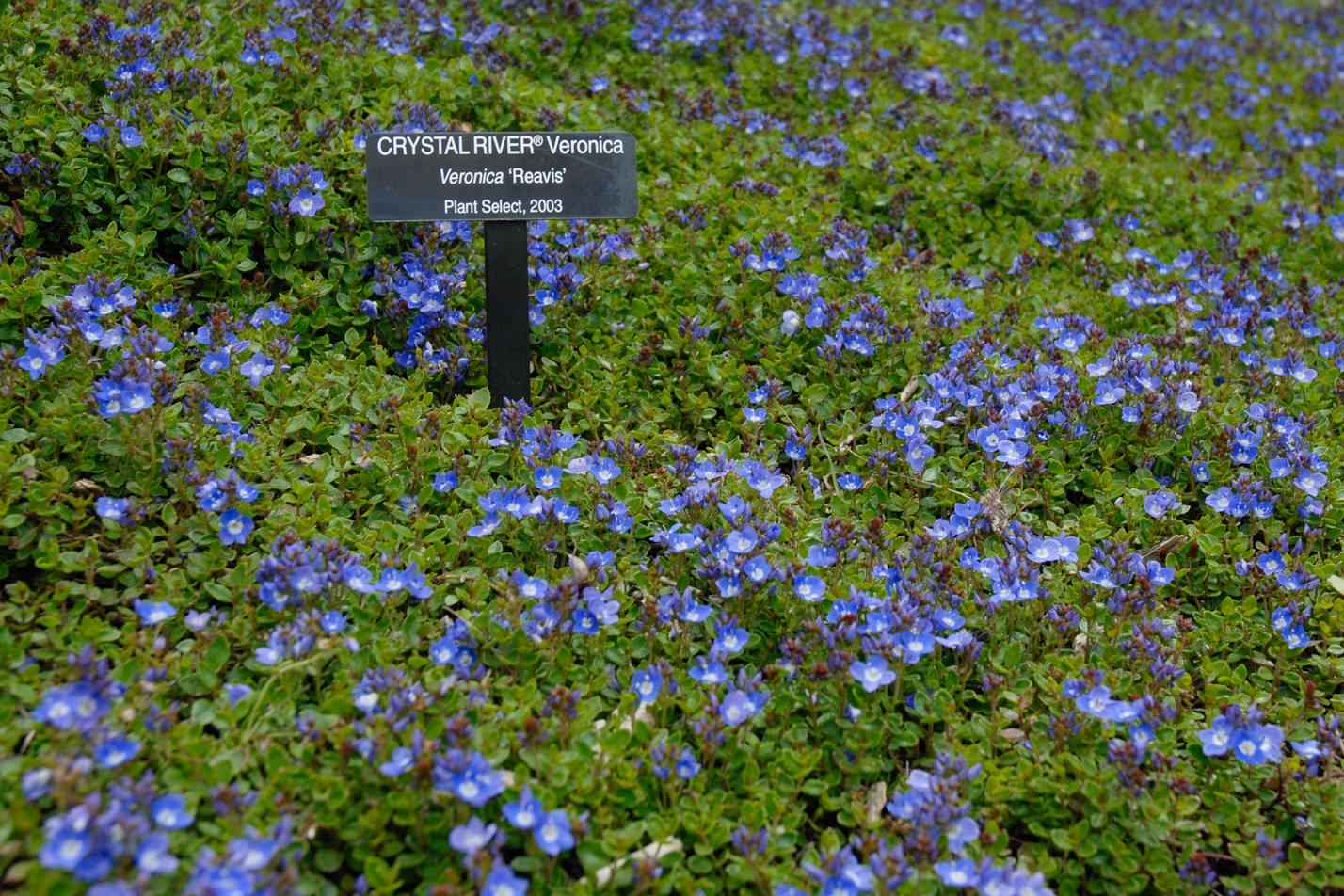 Crystal River Veronica