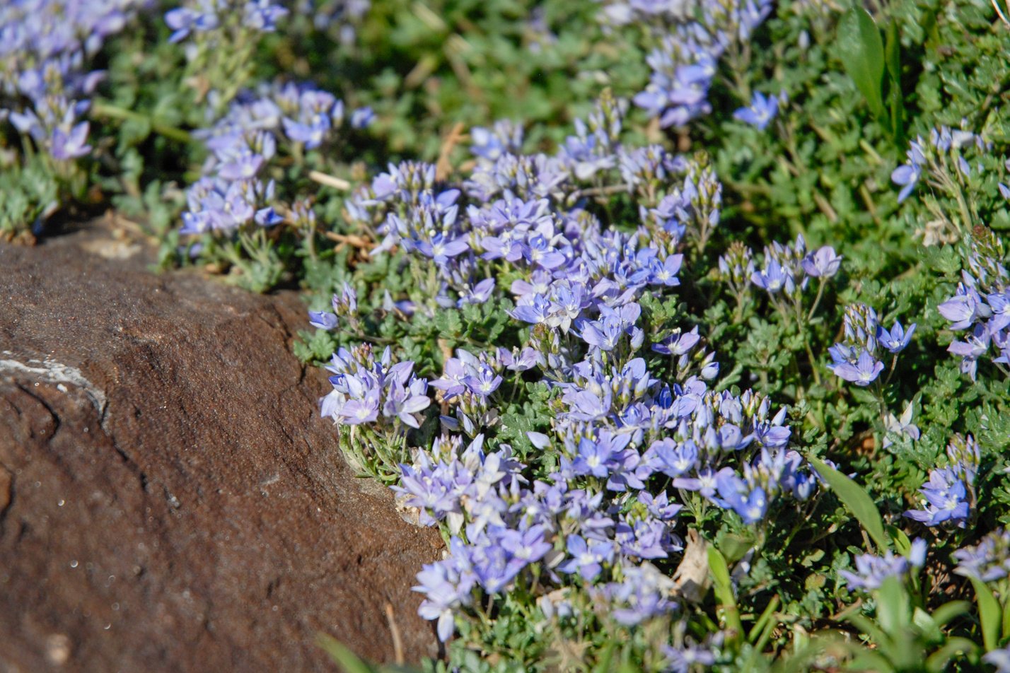 Thyme-leaf Veronica