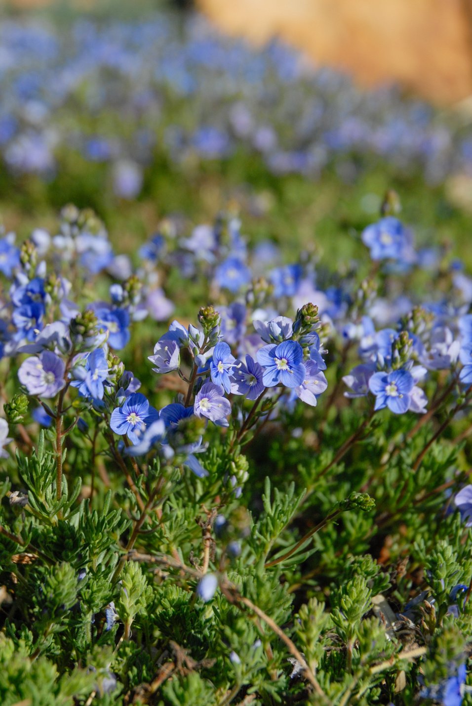 Woolly Veronica