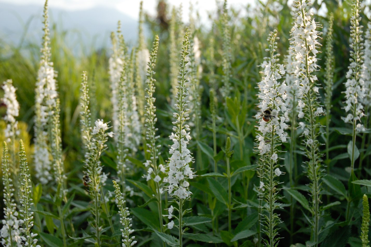 White Speedwell