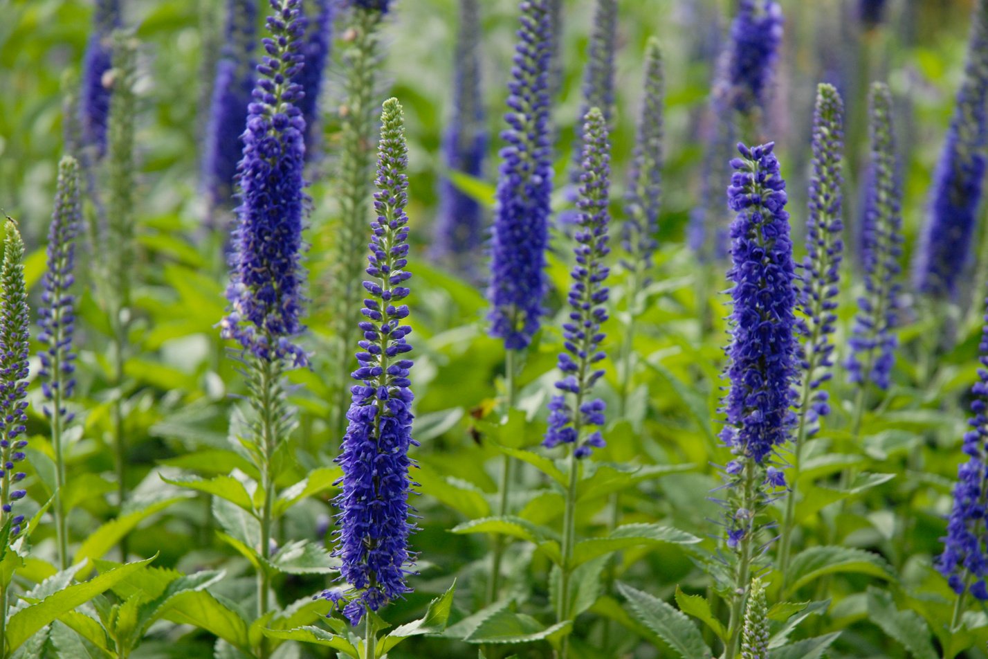 Sunny Border Blue Speedwell