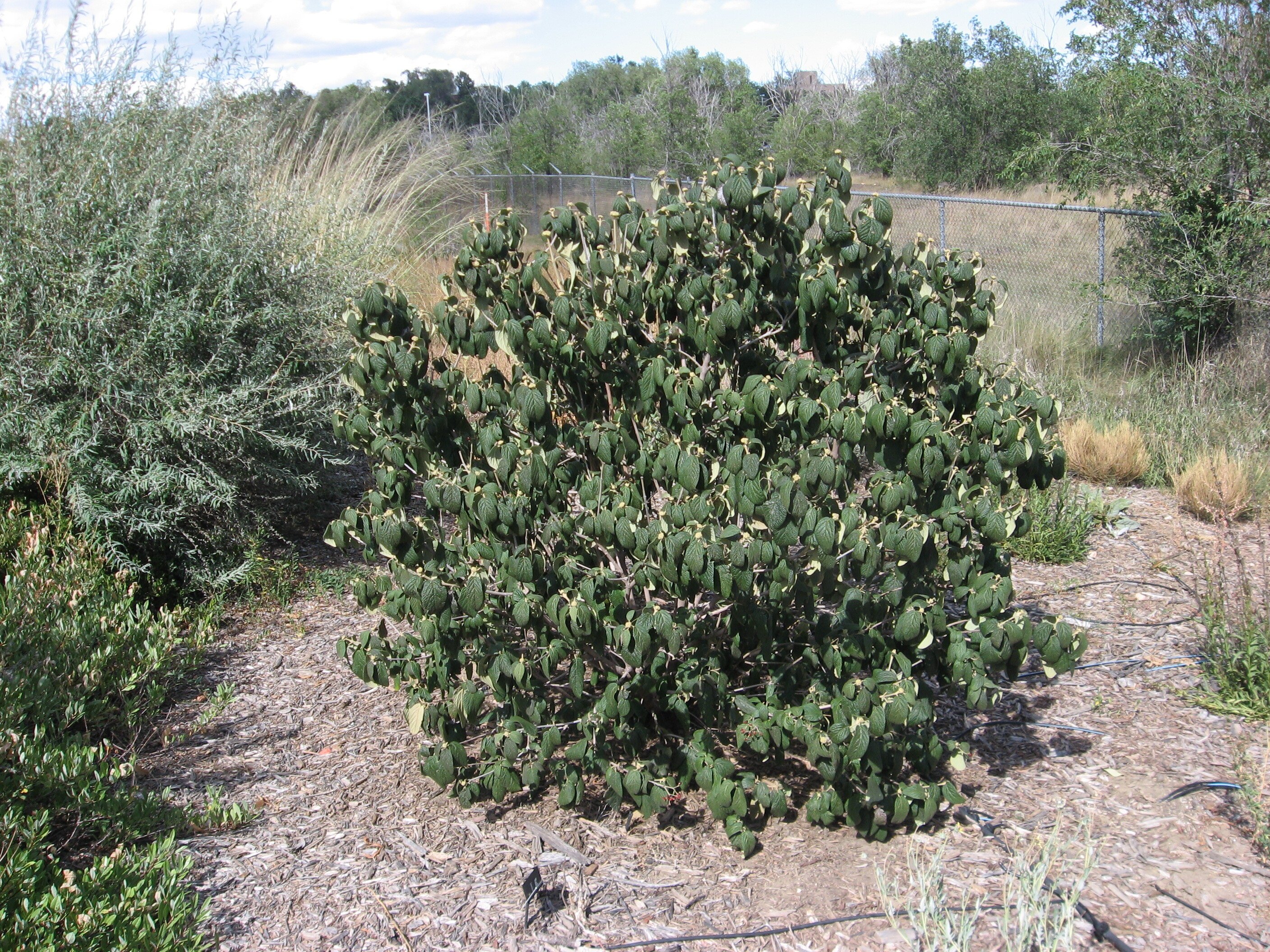 Alleghany Viburnum