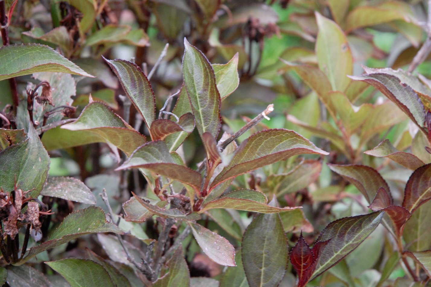 Wine and Roses Weigela