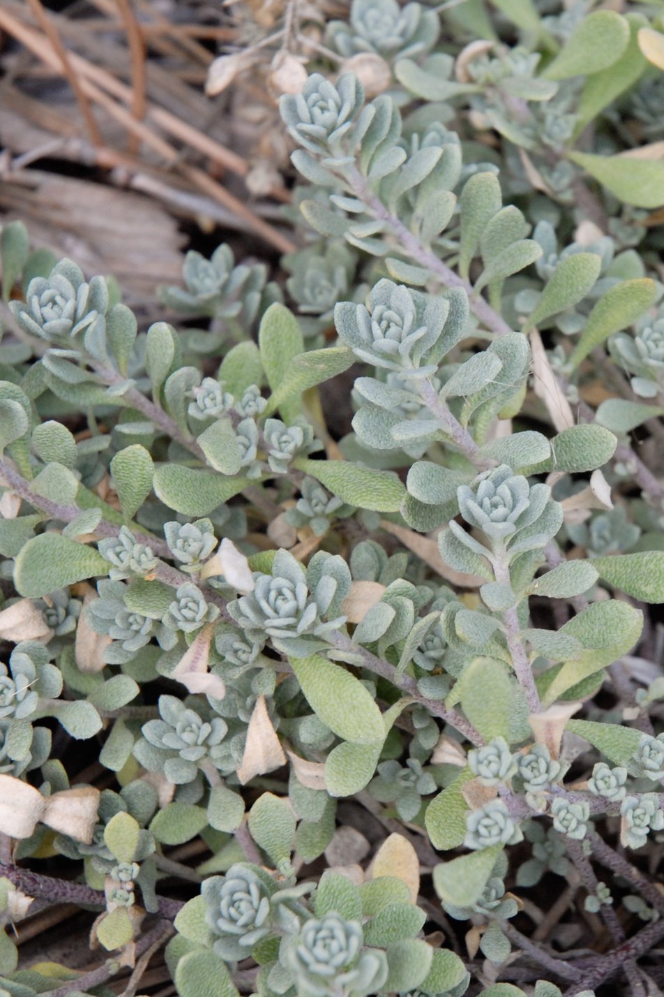 Mountain Alyssum