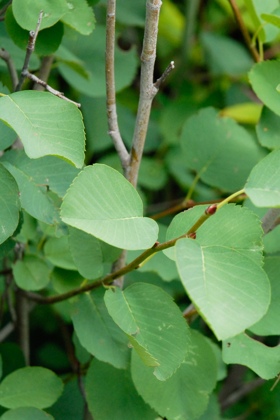 Saskatoon Serviceberry