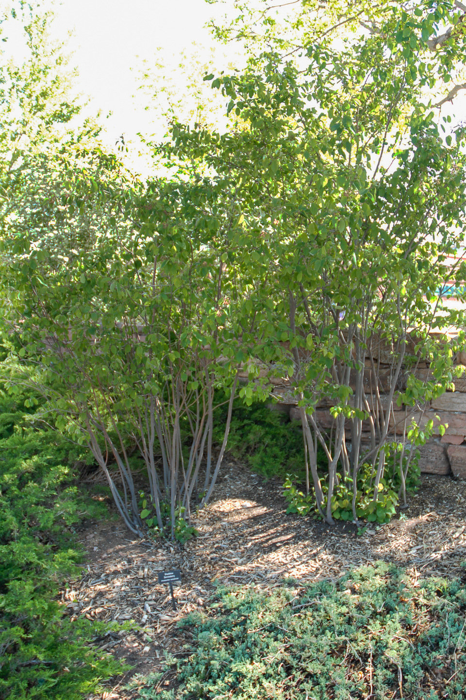 A dense shrub with green leaves and thin brown stems in front of a stone wall.