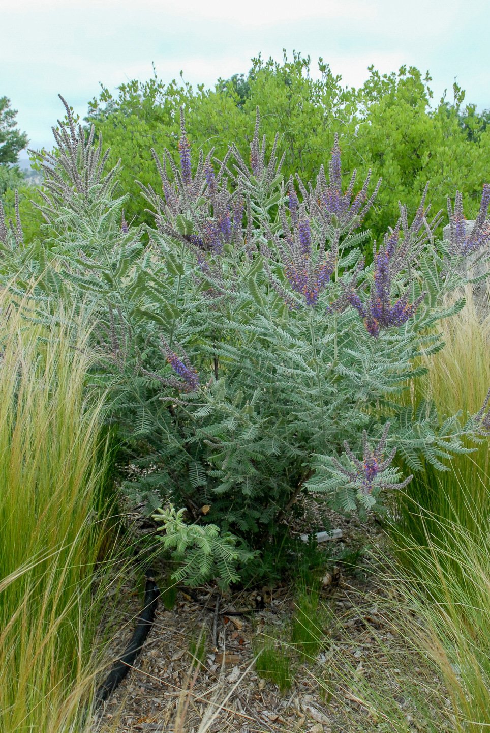 A bushy plant with pale green leaves and purple flower spikes surrounded by tall grasses and trees.