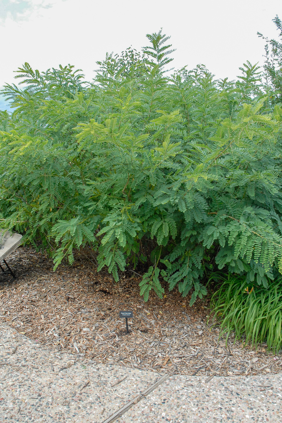 False Indigo Bush