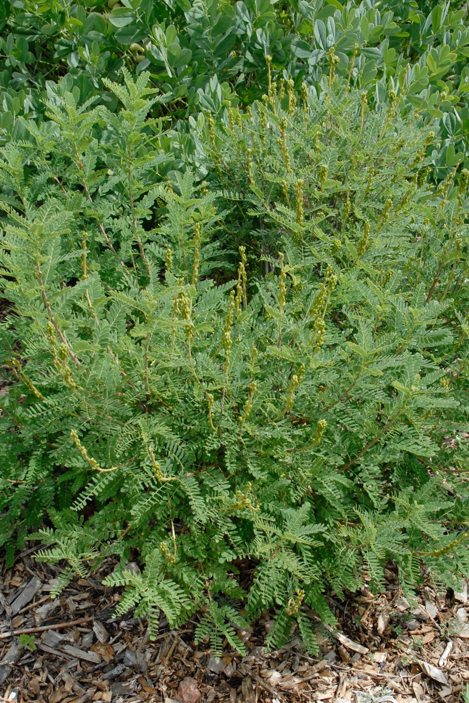 Bushy plant with green pinnate leaves and small yellow-green flower spikes.