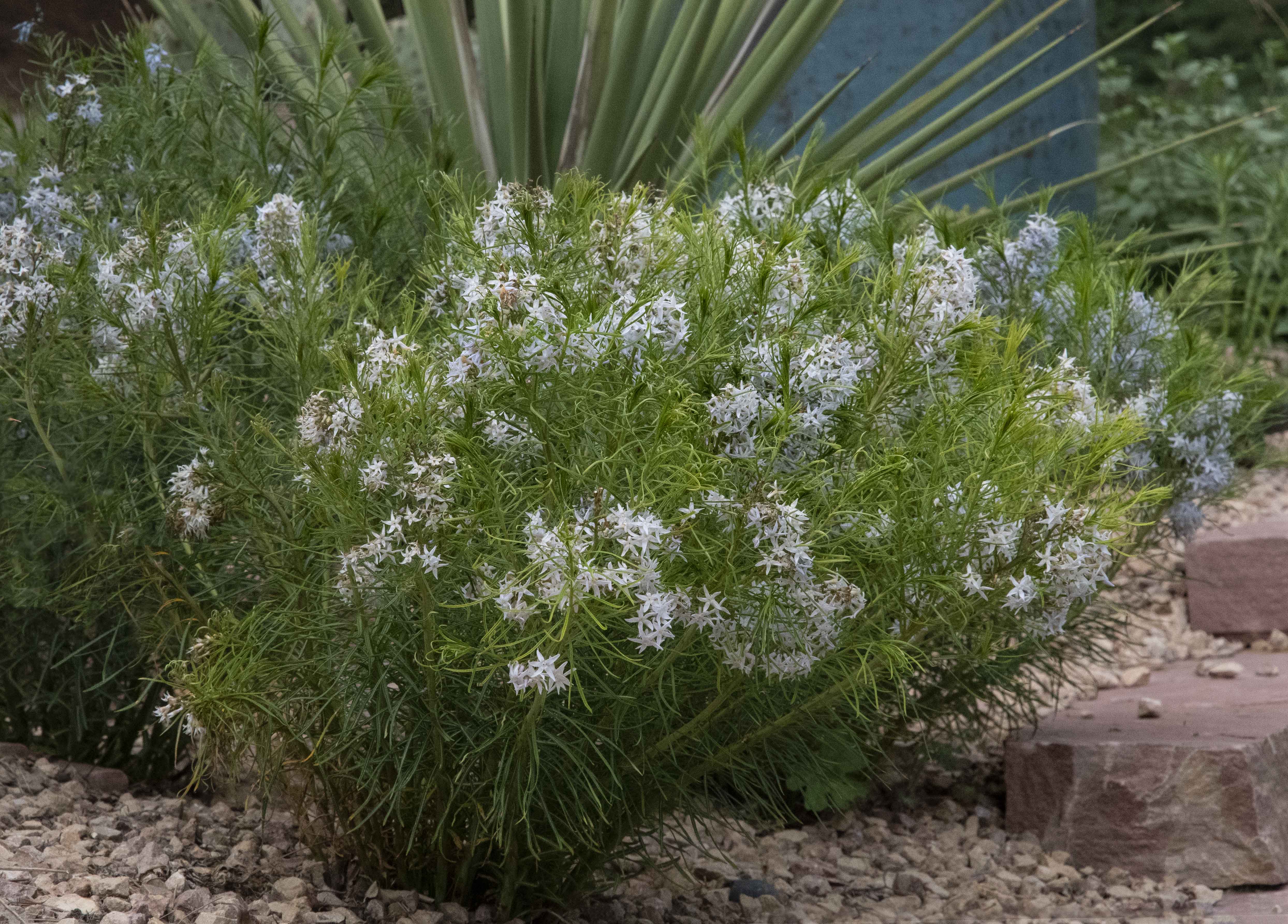 Hubricht's Blue Star