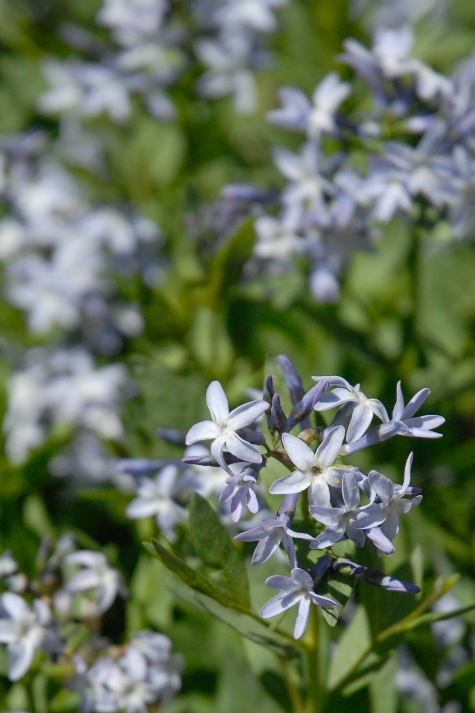 Colorado Desert Blue Star