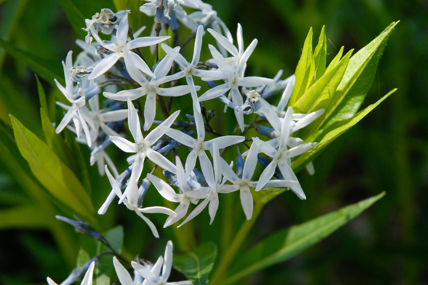 Eastern Blue Star