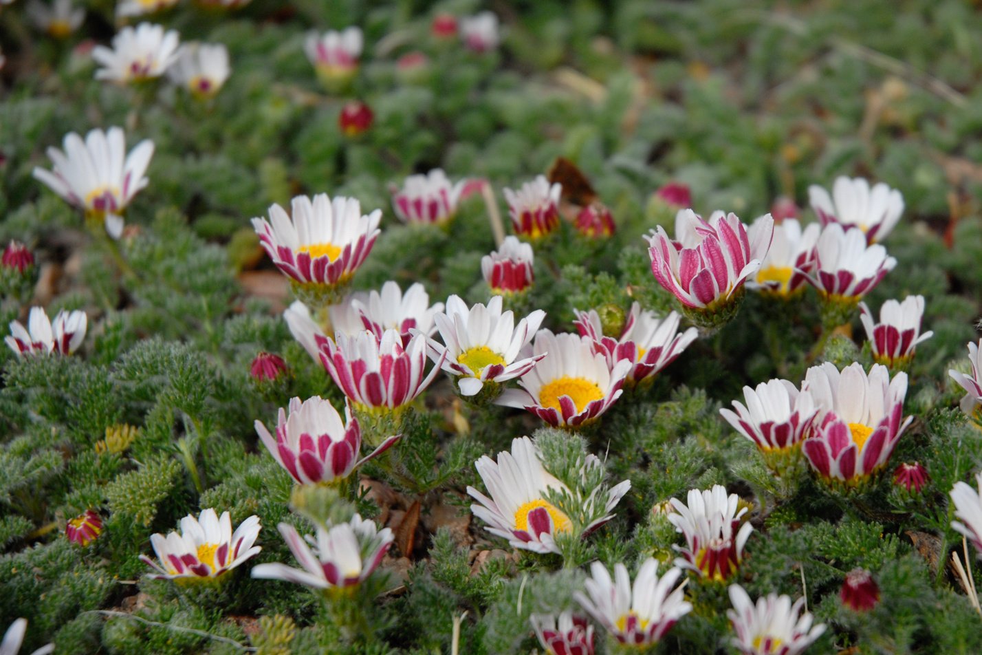 Mt. Atlas Daisy