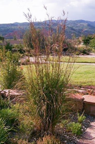 Big Bluestem