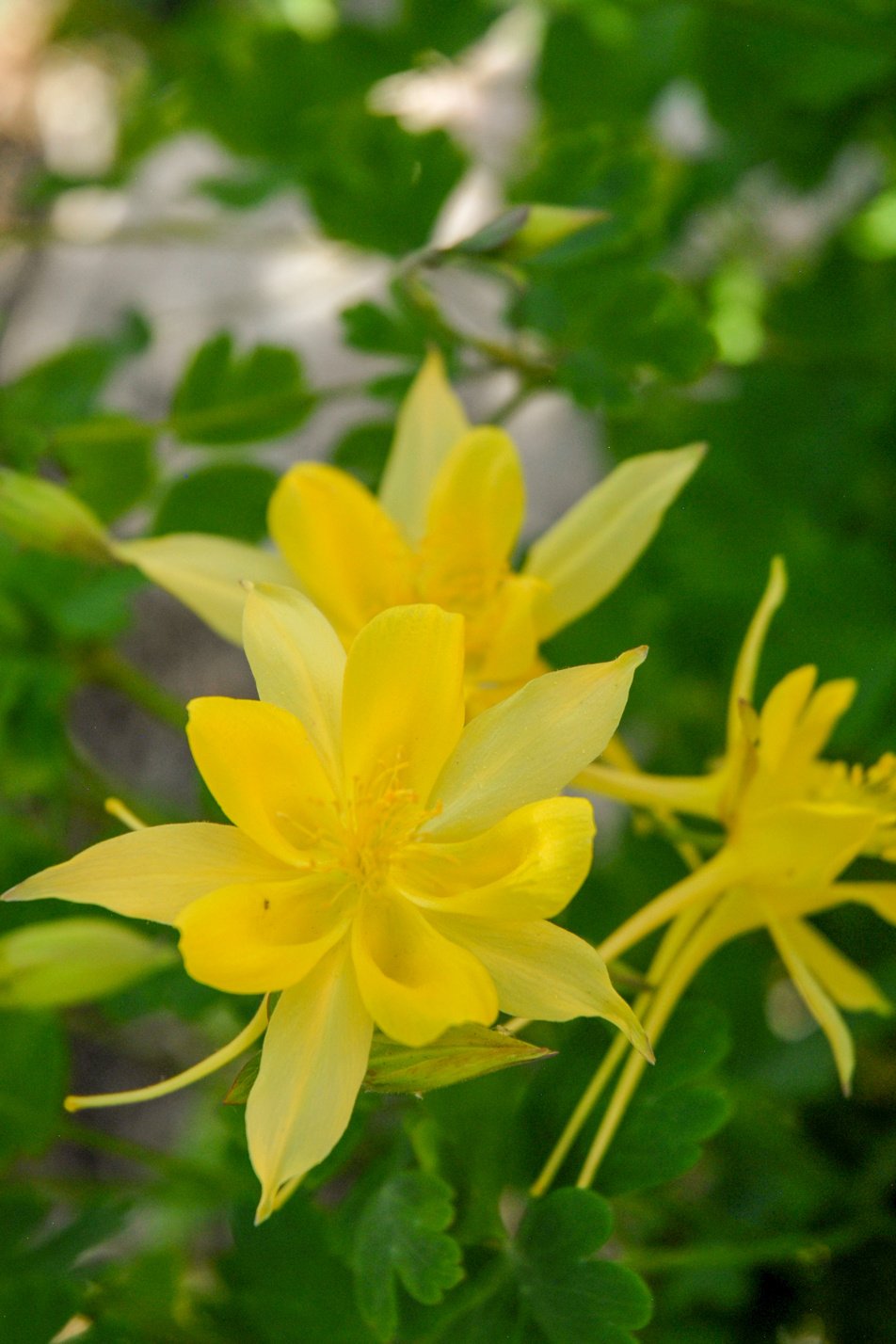 Denver Gold Columbine