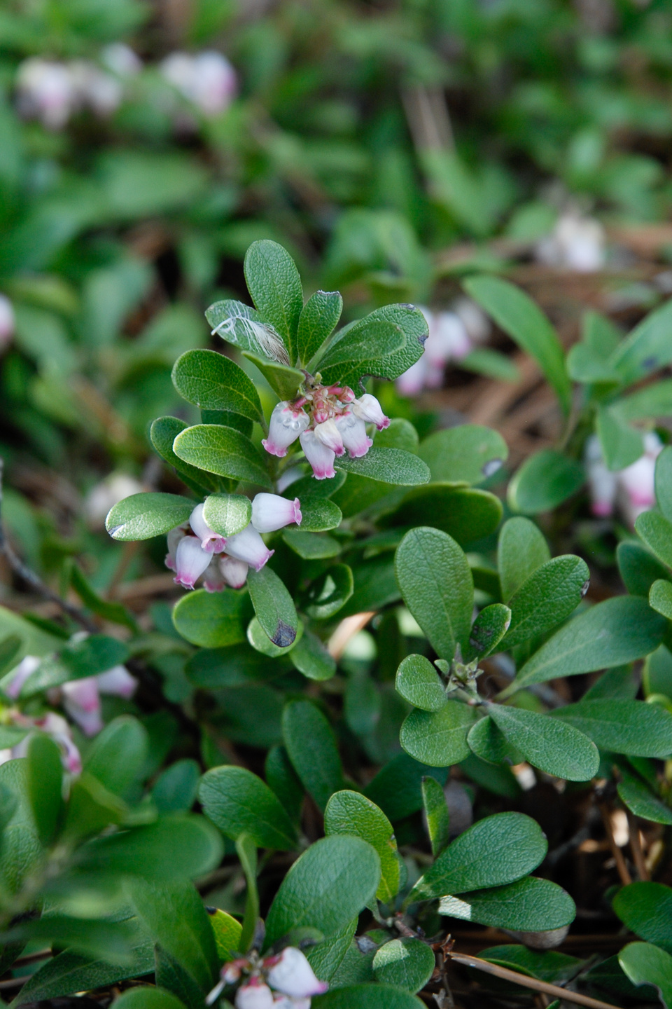 Close-up of a plant with green leaves and small pink-tipped white flowers.