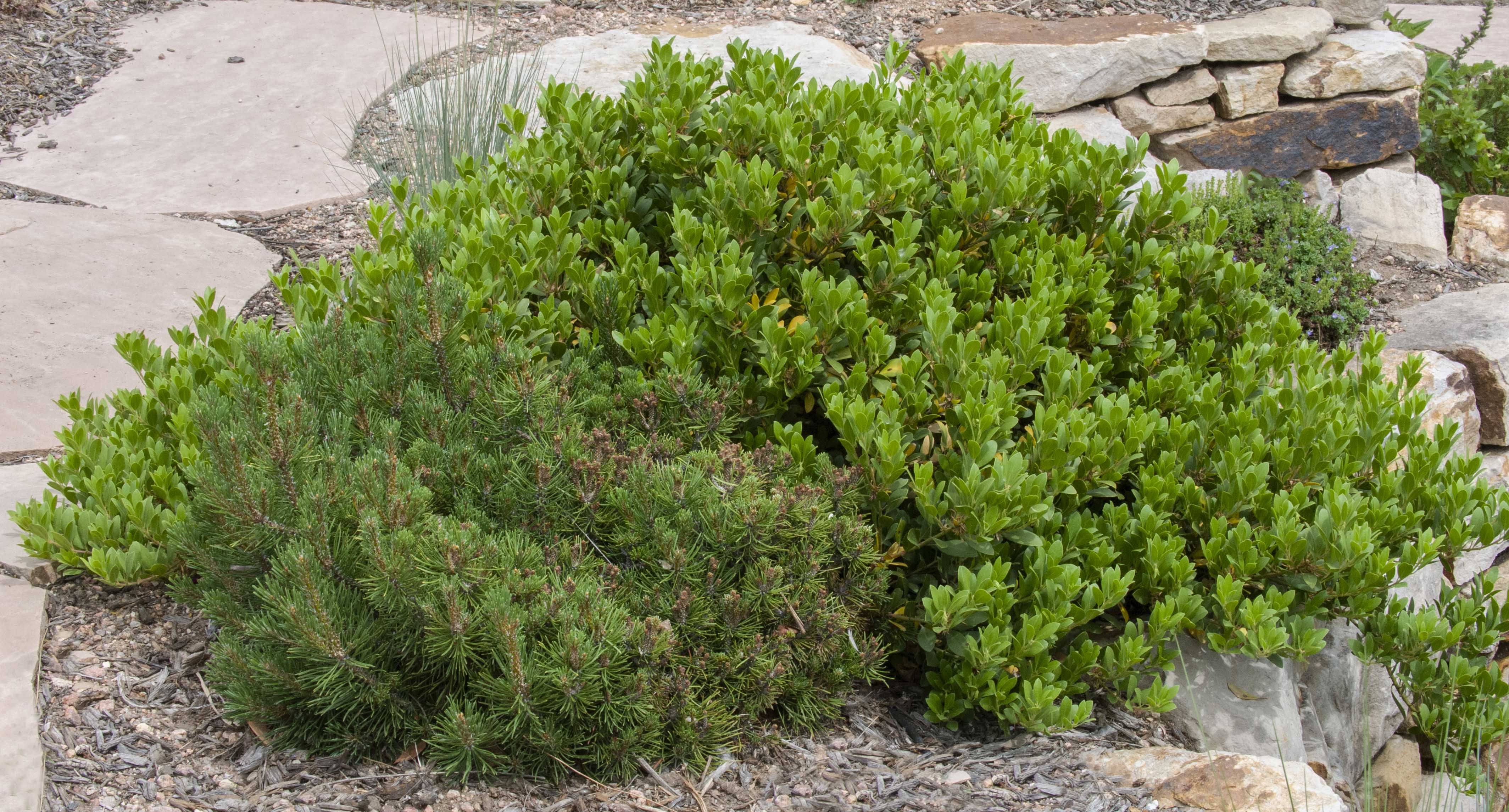 Mock Bearberry Manzanita