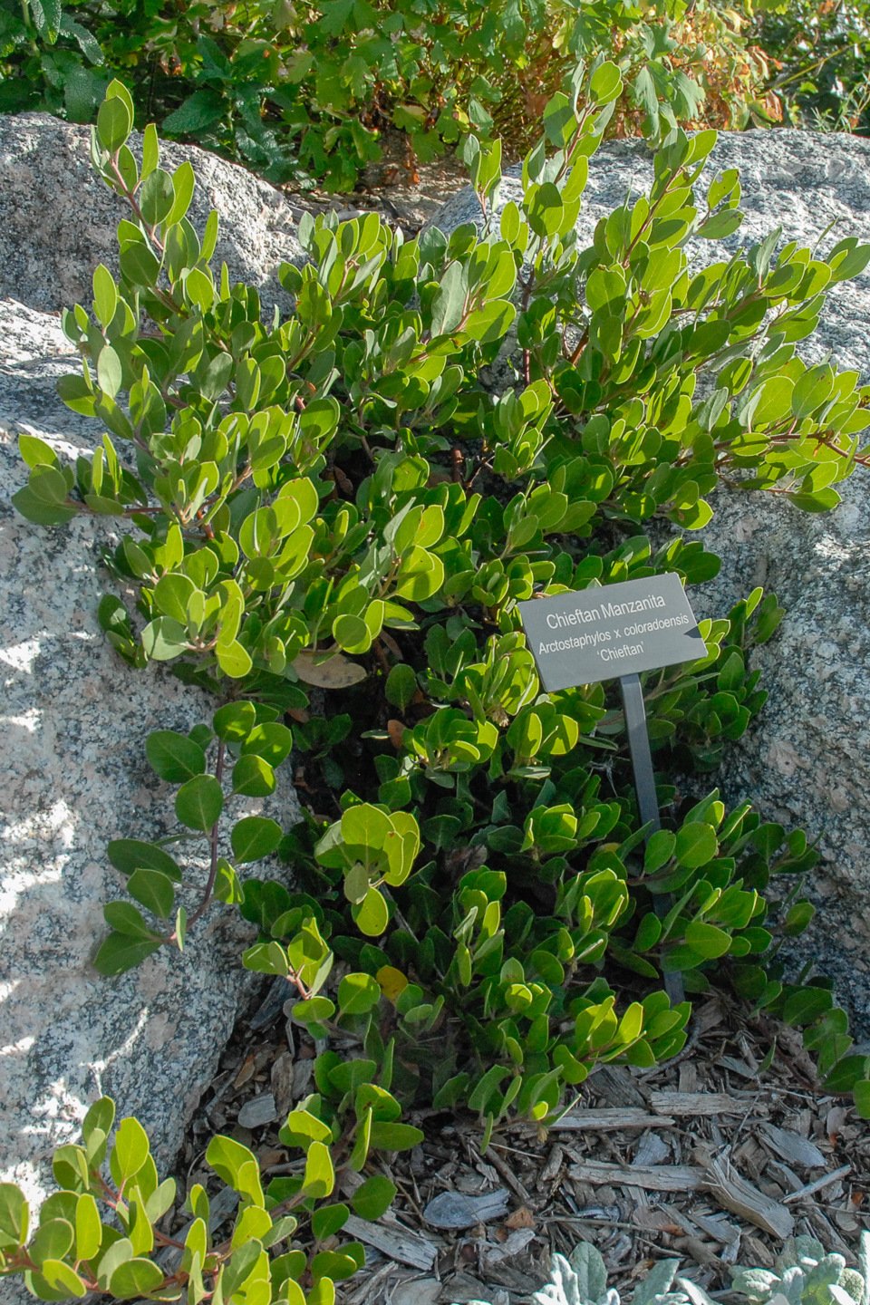 Chieftan Manzanita plant with green leaves next to a rock.