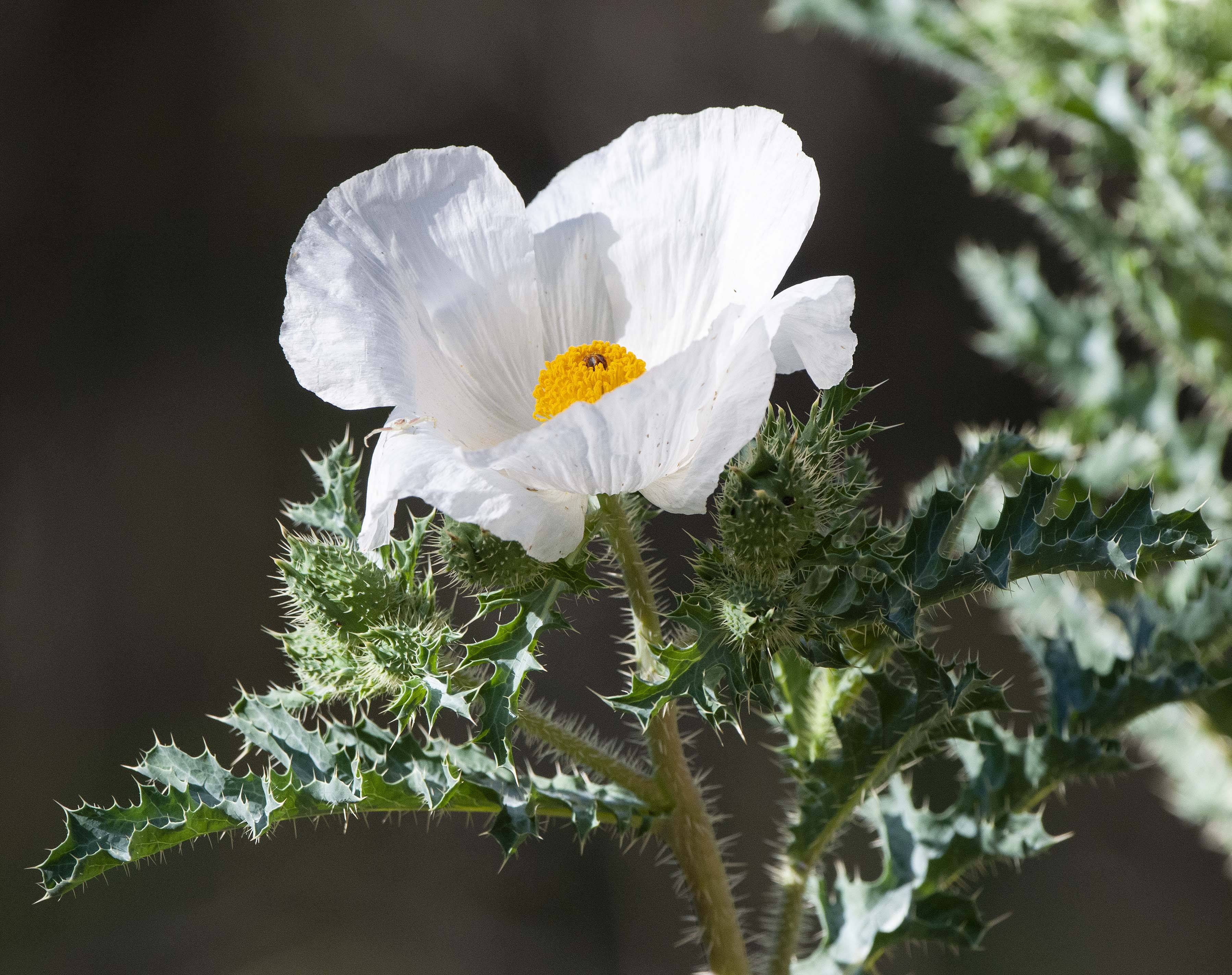 Prickly Poppy