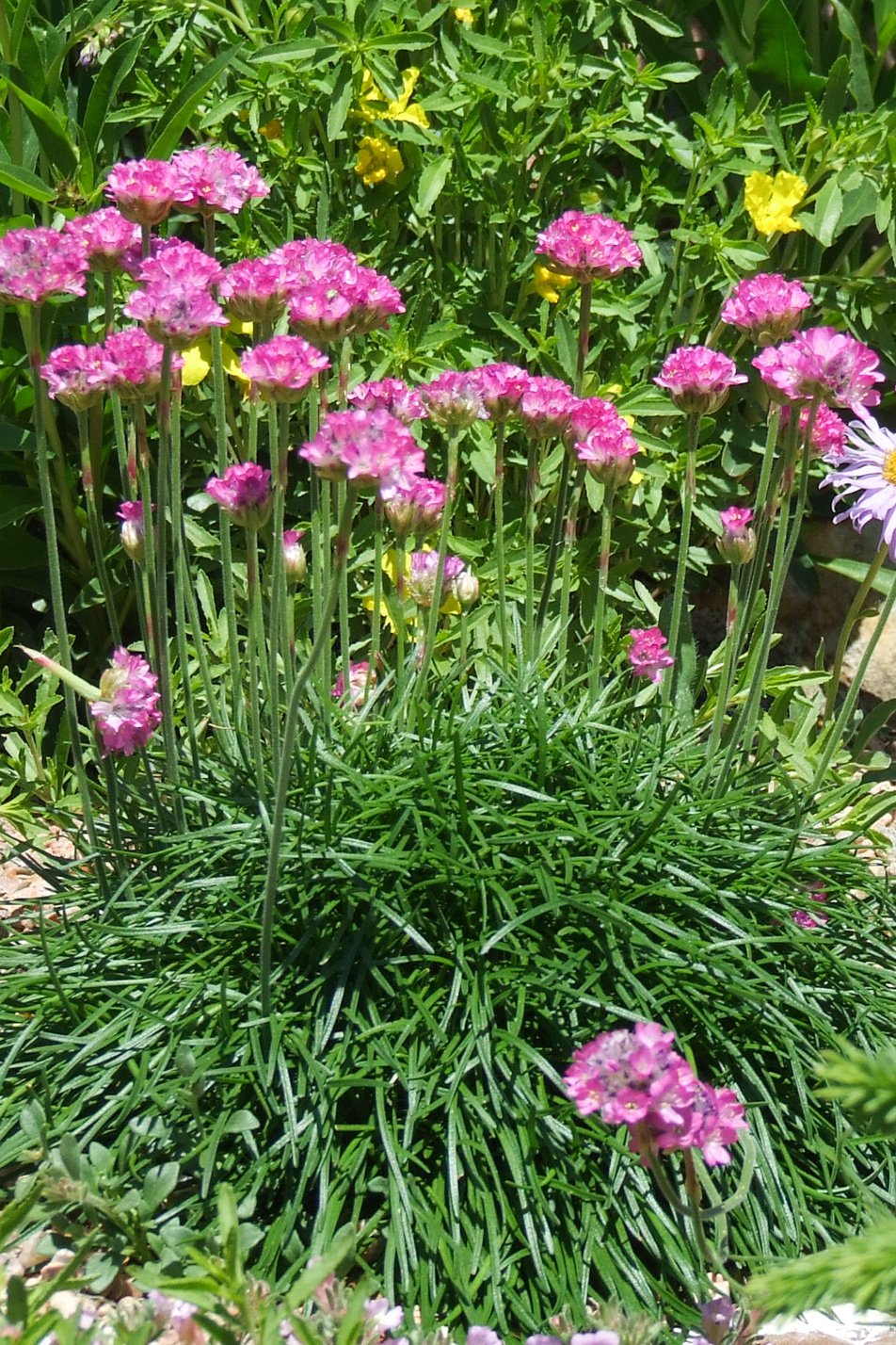 Sea Thrift