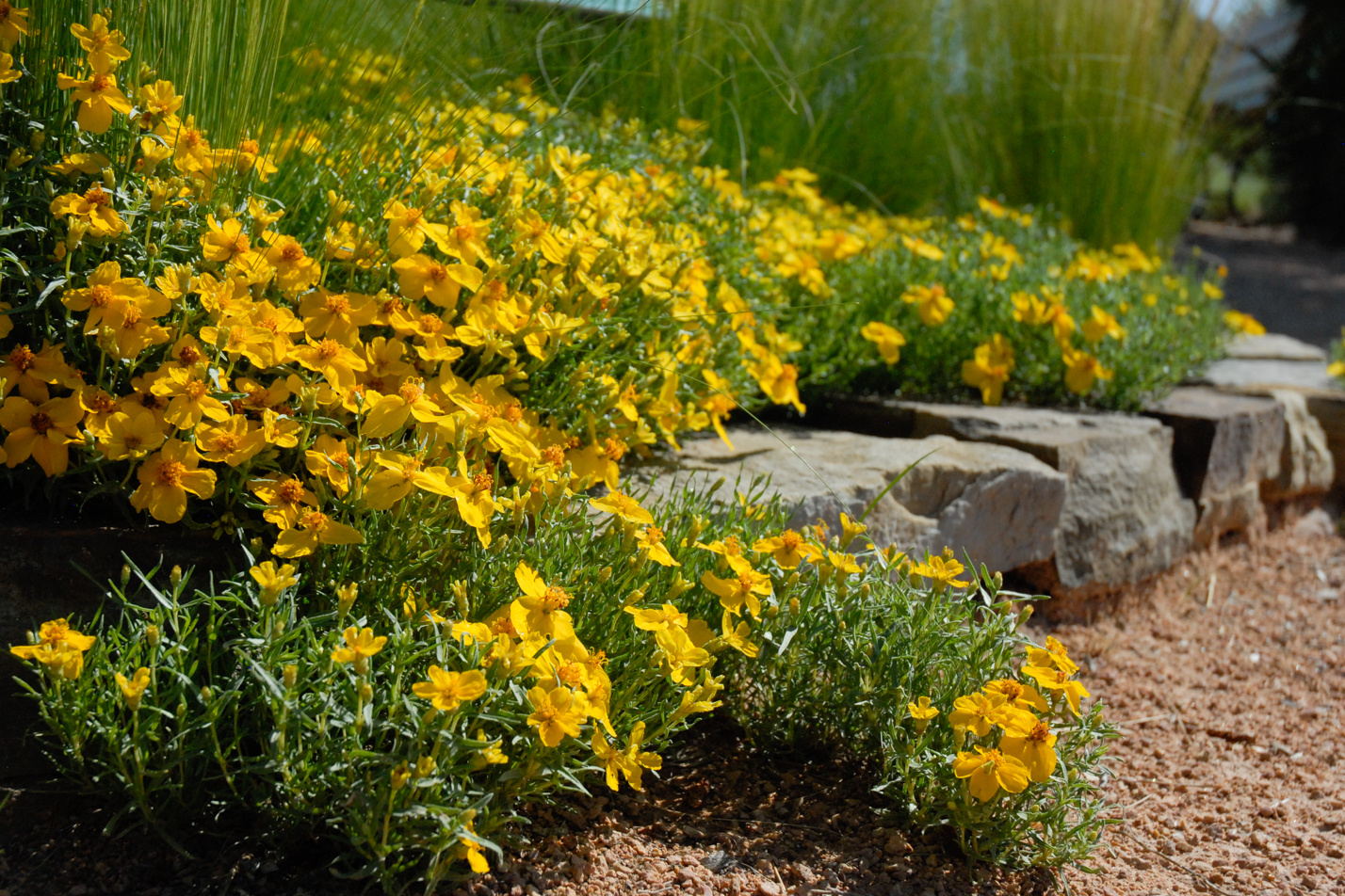 Prairie Zinnia