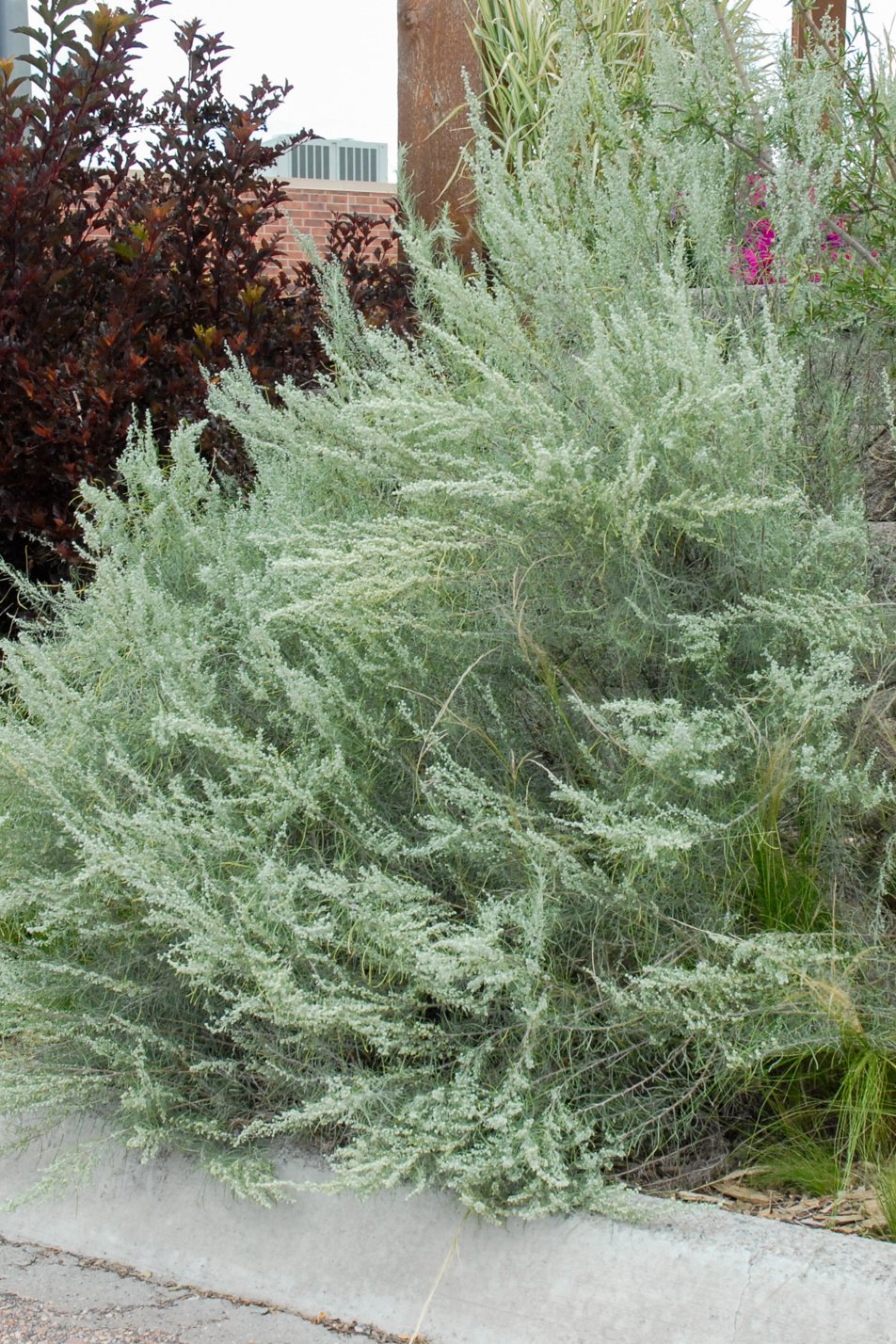 Sand Sagebrush