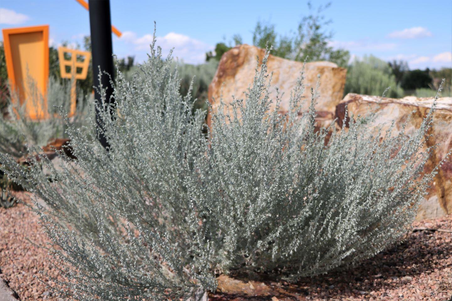 Fringed Sage