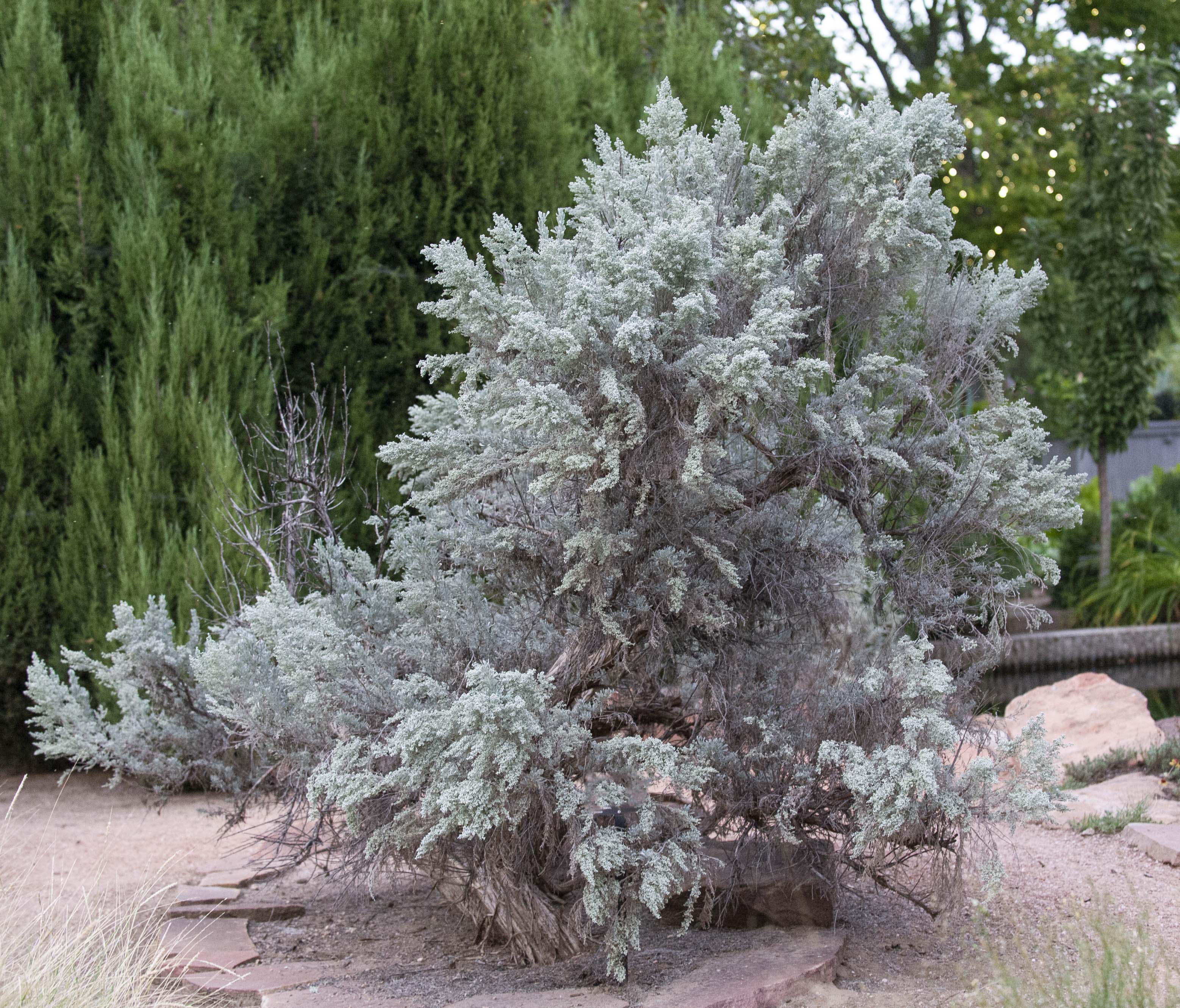 Western Sagebrush